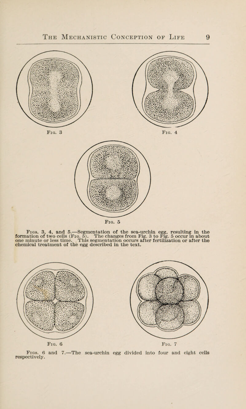 Fig. 3 Fig. 5 Fi gs. 3, 4, and 5.—Segmentation of the sea-urchin egg, resulting in the formation of two cells (Fig. 5). The changes from Fig. 3 to Fig. 5 occur in about one minute or less time. This segmentation occurs after fertilization or after the chemical treatment of the egg described in the text. Fig. 6 Fig. 7 Figs. 6 and 7.—The sea-urchin egg divided into four and eight cells respectively.