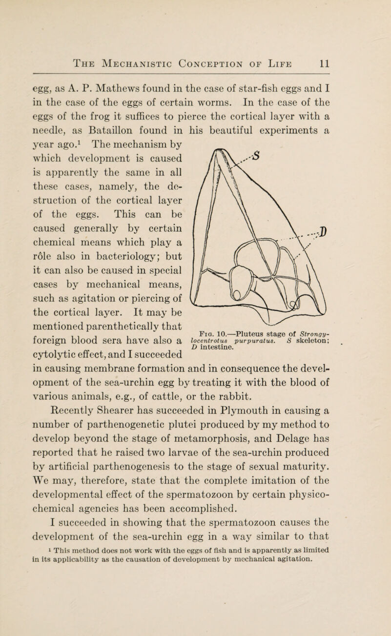 egg, as A. P. Mathews found in the case of star-fish eggs and I in the case of the eggs of certain worms. In the case of the eggs of the frog it suffices to pierce the cortical layer with a needle, as Bataillon found in year ago.1 The mechanism by which development is caused is apparently the same in all these cases, namety, the de¬ struction of the cortical layer of the eggs. This can be caused generally by certain chemical means which play a role also in bacteriology; but it can also be caused in special cases by mechanical means, such as agitation or piercing of the cortical layer. It may be mentioned parenthetically that foreign blood sera have also a cytolytic effect, and I succeeded in causing membrane formation and in consequence the devel¬ opment of the sea-urchin egg by treating it with the blood of various animals, e.g., of cattle, or the rabbit. Recently Shearer has succeeded in Plymouth in causing a number of parthenogenetic plutei produced by my method to develop beyond the stage of metamorphosis, and Delage has reported that he raised two larvae of the sea-urchin produced by artificial parthenogenesis to the stage of sexual maturity. We may, therefore, state that the complete imitation of the developmental effect of the spermatozoon by certain physico¬ chemical agencies has been accomplished. I succeeded in showing that the spermatozoon causes the development of the sea-urchin egg in a way similar to that 1 This method does not work with the eggs of fish and is apparently as limited in its applicability as the causation of development by mechanical agitation. his beautiful experiments a Fig. 10.—Pluteus stage of Strongy- locentrotus purpuratus. S skeleton; D intestine.