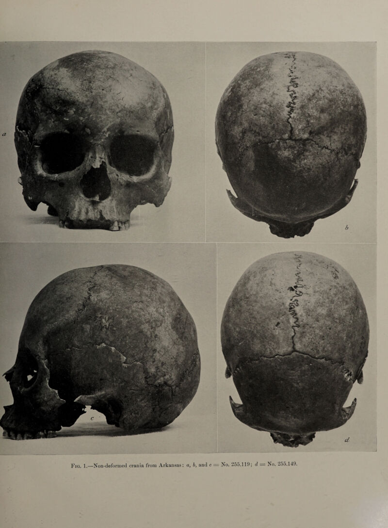 Fig. 1.—Non-deformed crania from Arkansas: a, b, and c — No. 255.119; d — No. 2oo.149.