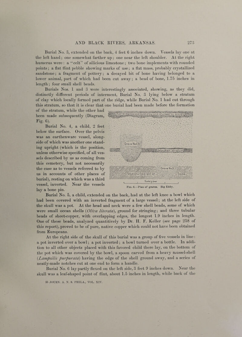 Burial No. 3, extended on the back, 4 feet 6 inches down. Vessels lay one at the left hand; one somewhat farther up; one near the left shoulder. At the right humerus were : a “celt” of silicious limestone ; two bone implements with rounded points; a flat flint pebble showing marks of use; a flat mass, probably crystallized sandstone; a fragment of pottery; a decayed bit of bone having belonged to a lower animal, part of which had been cut away; a bead of bone, 1.75 inches in length; four small shell beads. Burials Nos. 1 and 3 were interestingly associated, showing, as they did, distinctly different periods of interment, Burial No. 3 lying below a stratum of clay which locally formed part of the ridge, while Burial No. 1 had cut through this stratum, so that it is clear that one burial had been made before the formation of the stratum, while the other had been made subsequently (Diagram, Fig. 6). Burial No. 4, a child, 2 feet below the surface. Over the pelvis was an earthenware vessel, along¬ side of which was another one stand¬ ing upright (which is the position, unless otherwise specified, of all ves¬ sels described by us as coming from this cemetery, but not necessarily the case as to vessels referred to by us in accounts of other places of , resting on which was a third vessel, inverted. Near the vessels lay a bone pin. Burial No. 5, a child, extended on the back, had at the left knee a bowl which had been covered with an inverted fragment of a large vessel; at the left side of the skull was a pot. At the head and neck were a few shell beads, some of which were small ocean shells (Oliva literata), ground for stringing; and three tubular beads of sheet-copper, with overlapping edges, the longest 1.9 inches in length. One of these beads, analyzed quantitively by Dr. H. F. Keller (see page 258 of this report), proved to be of pure, native copper which could not have been obtained from Europeans. At the right side of the skull of this burial was a group of five vessels in line: a pot inverted over a bowl; a pot inverted ; a bowl turned over a bottle. In addi¬ tion to all other objects placed with this favored child there lay, on the bottom of the pot which was covered by the bowl, a spoon carved from a heavy mussel-shell (Lampsilis purpurata) having the edge of the shell ground away, and a series ol neatly-made notches cut at one end to form a handle. Burial No. 6 lay partly flexed on the left side, 3 feet 9 inches down. Near the skull was a leaf-shaped point of flint, about 1.5 inches in length, while back ot the 35 JOURN. A. N. S. I’HILA., VOL. XIV. Grave Not wm^M law ^mUnl/roKen sfraturnmWWm, V;?' Fig. 6.—Plan of graves. Big Eddy.