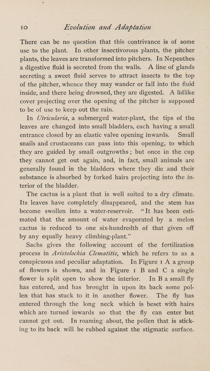 * There can be no question that this contrivance is of some use to the plant. In other insectivorous plants, the pitcher plants, the leaves are transformed into pitchers. In Nepenthes a digestive fluid is secreted from the walls. A line of glands secreting a sweet fluid serves to attract insects to the top of the pitcher, whence they may wander or fall into the fluid inside, and there being drowned, they are digested. A lidlike cover projecting over the opening of the pitcher is supposed to be of use to keep out the rain. In Utricularia, a submerged water-plant, the tips of the leaves are changed into small bladders, each having a small entrance closed by an elastic valve opening inwards. Small snails and crustaceans can pass into this opening, to which they are guided by small outgrowths ; but once in the cup they cannot get out again, and, in fact, small animals are generally found in the bladders where they die and their substance is absorbed by forked hairs projecting into the in¬ terior of the bladder. The cactus is a plant that is well suited to a dry climate. Its leaves have completely disappeared, and the stem has become swollen into a water-reservoir. “ It has been esti¬ mated that the amount of water evaporated by a melon cactus is reduced to one six-hundredth of that given off by any equally heavy climbing-plant.” Sachs gives the following account of the fertilization process in Aristolochia Clematitis, which he refers to as a conspicuous and peculiar adaptation. In Figure i A a group of flowers is shown, and in Figure i B and C a single flower is split open to show the interior. In B a small fly has entered, and has brought in upon its back some pol¬ len that has stuck to it in another flower. The fly has entered through the long neck which is beset with hairs which are turned inwards so that the fly can enter but cannot get out. In roaming about, the pollen that is stick¬ ing to its back will be rubbed against the stigmatic surface.