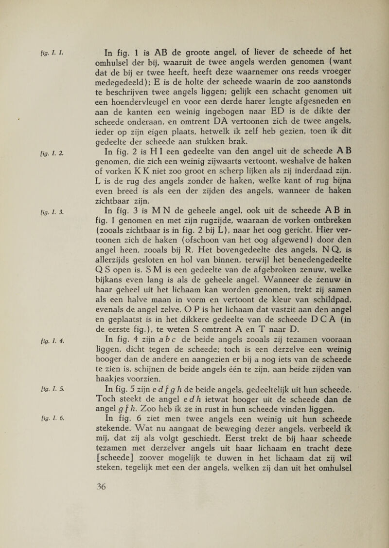 fig. J- 1. fig. I. 2. fig. I. 3. fig. I. 4. fig. 1. 5. fig. 1. 6. In fig. 1 is AB de groote angel, of liever de scheede of het omhulsel der bij, waaruit de twee angels werden genomen (want dat de bij er twee heeft, heeft deze waarnemer ons reeds vroeger medegedeeld); E is de holte der scheede waarin de zoo aanstonds te beschrijven twee angels liggen; gelijk een schacht genomen uit een hoendervleugel en voor een derde harer lengte afgesneden en aan de kanten een weinig ingebogen naar ED is de dikte der scheede onderaan, en omtrent DA vertoonen zich de twee angels, ieder op zijn eigen plaats, hetwelk ik zelf heb gezien, toen ik dit gedeelte der scheede aan stukken brak. In fig. 2 is H I een gedeelte van den angel uit de scheede A B genomen, die zich een weinig zijwaarts vertoont, weshalve de haken of vorken K K niet zoo groot en scherp lijken als zij inderdaad zijn. L is de rug des angels zonder de haken, welke kant of rug bijna even breed is als een der zijden des angels, wanneer de haken zichtbaar zijn. In fig. 3 is M N de geheele angel, ook uit de scheede A B in fig. 1 genomen en met zijn rugzijde, waaraan de vorken ontbreken (zooals zichtbaar is in fig. 2 bij L), naar het oog gericht. Hier ver¬ toonen zich de haken (ofschoon van het oog afgewend) door den angel heen, zooals bij R. Het bovengedeelte des angels, N Q, is allerzijds gesloten en hol van binnen, terwijl het benedengedeelte Q S open is. S M is een gedeelte van de afgebroken zenuw, welke bijkans even lang is als de geheele angel. Wanneer de zenuw in haar geheel uit het lichaam kan worden genomen, trekt zij samen als een halve maan in vorm en vertoont de kleur van schildpad, evenals de angel zelve. O P is het lichaam dat vastzit aan den angel en geplaatst is in het dikkere gedeelte van de scheede DC A (in de eerste fig.), te weten S omtrent A en T naar D. In fig. 4 zijn abc de beide angels zooals zij tezamen vooraan liggen, dicht tegen de scheede; toch is een derzelve een weinig hooger dan de andere en aangezien er bij a nog iets van de scheede te zien is, schijnen de beide angels één te zijn, aan beide zijden van haakjes voorzien. In fig. 5 zijn ed f g h de beide angels, gedeeltelijk uit hun scheede. Toch steekt de angel edh ietwat hooger uit de scheede dan de angel g [ h. Zoo heb ik ze in rust in hun scheede vinden liggen. In fig. 6 ziet men twee angels een weinig uit hun scheede stekende. Wat nu aangaat de beweging dezer angels, verbeeld ik mij, dat zij als volgt geschiedt. Eerst trekt de bij haar scheede tezamen met derzelver angels uit haar lichaam en tracht deze [scheede] zoover mogelijk te duwen in het lichaam dat zij wil steken, tegelijk met een der angels, welken zij dan uit het omhulsel