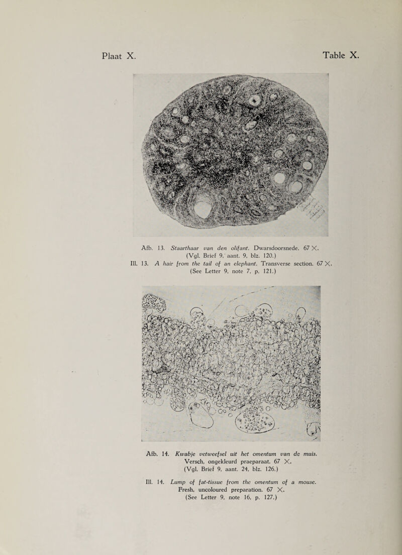 Afb. 13. Staartkaar van den olifant. Dwarsdoorsnede. 67 X- (Vgl. Brief 9, aant. 9, blz. 120.) Ill. 13. A hair from the tail of an elephant. Transverse section. 67 X. (See Letter 9, note 7, p. 121.) Afb. 14. Kwabje vetweefsel uit het omentum van de muis. Versch, ongekleurd praeparaat. 67 X. (Vgl. Brief 9, aant. 24, blz. 126.) Ill. 14. Lump of fat-tissue from the omentum of a mouse. Fresh, uncoloured preparation. 67 X.