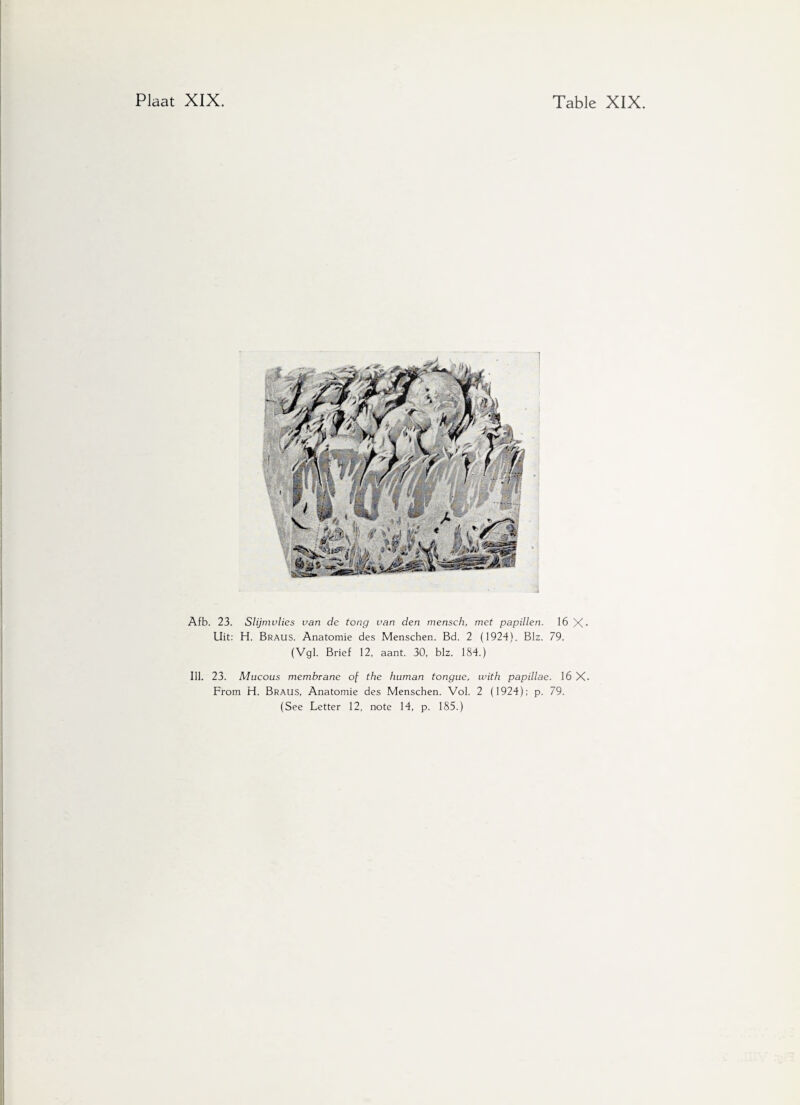 Afb. 23. Slijmvlies van de tong van den mensch, met papillen. 16 X- Uit: H. Braus. Anatomie des Menschen. Bd. 2 (1924). Blz. 79. (Vgl. Brief 12, aant. 30, blz. 184.) Ill. 23. Mucous membrane of the human tongue, with papillae. 16 X. From H. Braus, Anatomie des Menschen. Vol. 2 (1924): p. 79.