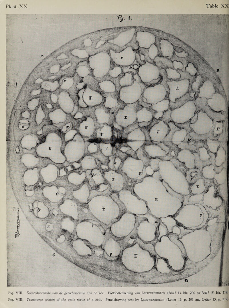 Fig. VIII. Dwarsdoorsnede van de gezichtszenuw van de koe. Potloodteekening van Leeuwenhoeck (Brief 13, blz. 200 en Brief 15, blz. 218). Fig. VIII. Transverse section of the optic nerve of a cow. Pencildrawing sent by Leeuwenhoeck (Letter 13, p. 201 and Letter 15, p. 219).