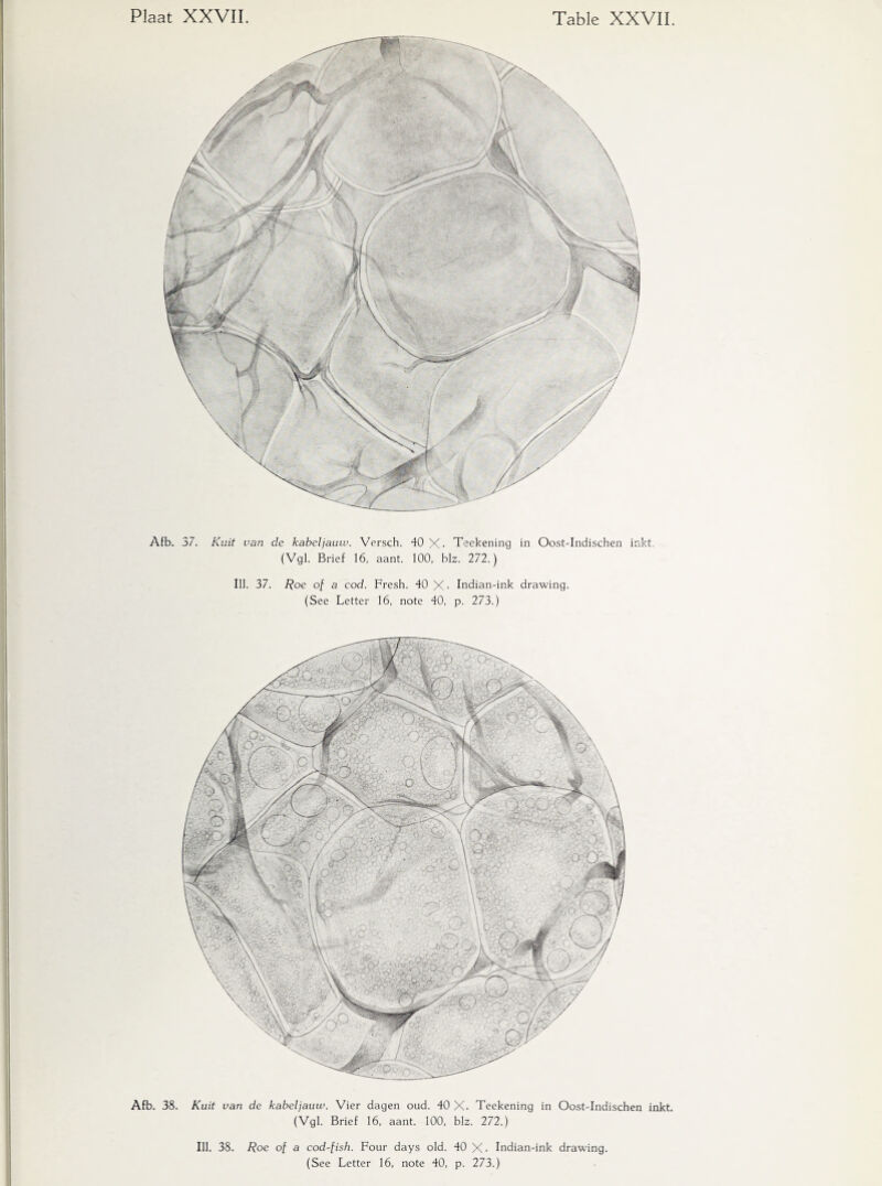 Afb. 37. Kuit van de kabeljauw. Versch. 40 X. Teekening in Oost-Indischen inkt. (Vgl. Brief 16, aant. 100, blz. 272.) Ill. 37. Roe of a cod. Fresh. 40 X- Indian-ink drawing. (See Letter 16, note 40, p. 273.) Afb. 38. Kuit van de kabeljauw. Vier dagen oud. 40 X. Teekening in Oost-Indischen inkt (Vgl. Brief 16, aant. 100, blz. 272.) Ill. 38. Roe of a cod-fish. Four days old. 40 X • Indian-ink drawing.