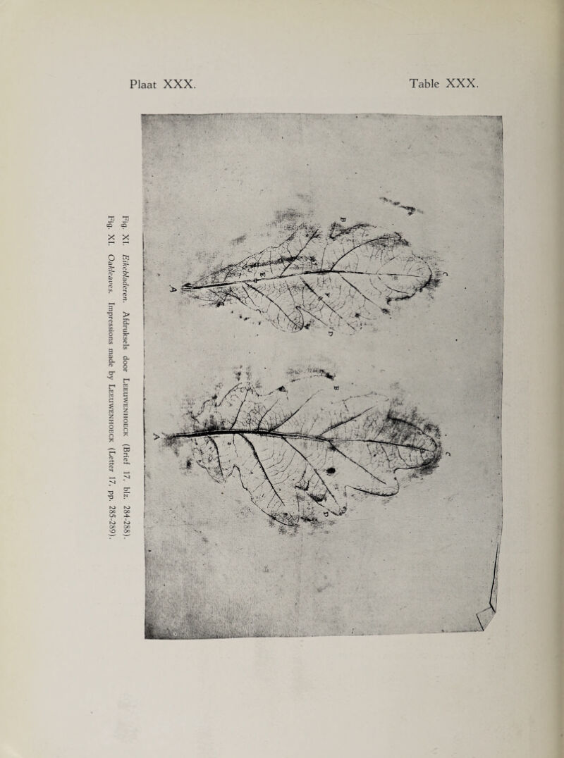 Fig. XI. Eikebladeren. Afdruksels door Leeuwenhoeck (Brief 17, biz. 284-288). Fig. XI. Oakleaves. Impressions made by Leeuwenhoeck (Letter 17, pp. 285-289).