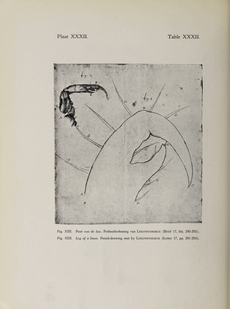 Fig. XIII. Poot van de luis. Potloodteekening van Leeuwenhoeck (Brief 17, blz. 290-292) Fig. XIII. Leg of a louse. Pencil-drawing sent by Leeuwenhoeck (Letter 17, pp. 291-293)