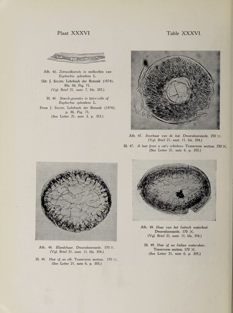 Afb. 46. Zetmeelkorrels in melkcellen van Euphorbia splendens L. Uit: J. Sachs. Lehrbuch der Botanik (1874). Blz. 86. Fig. 71. (Vgl. Brief 21, aant. 7, blz. 352.) Ill. 46. Starch-granules in latex-cells of Euphorbia splendens L. From J. Sachs, Lehrbuch der Botanik (1874); p. 86. Fig. 71. (See Letter 21, note 3, p. 353.) Afb. 47. Snorhaar van de kat. Dwarsdoorsnede. 250 X* (Vgl. Brief 21, aant. 11, blz. 354.) Ill. 47. A hair from a cat’s whiskers. Transverse section. 250 X. (See Letter 21, note 6, p. 355.) Afb. 48. Elandshaar. Dwarsdoorsnede. 170 X. (Vgl. Brief 21, aant. 11, blz. 354.) Afb. 49. Haar van het Indisch wat er hert. Dwarsdoorsnede. 170 X. (Vgl. Brief 21, aant. 11, blz. 354.) Ill. 48. Hair of an elk. Transverse section. 170 X* (See Letter 21, note 6, p. 355.) Ill. 49. Hair of an Indian water-deer. Transverse section. 170 X.