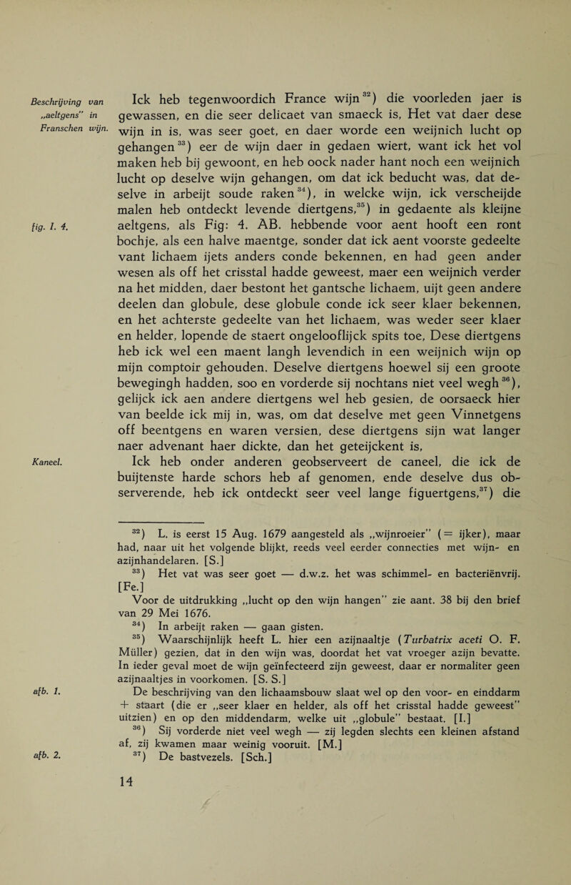 Beschrijving „aeltgens” Franschen lig. I. 4. Kaneel. afb. 1. afb. 2. van lek heb tegenwoordich France wijn32) die voorleden jaer is in gewassen, en die seer delicaet van smaeck is, Het vat daer dese wiJn- wijn in is, was seer goet, en daer worde een weijnich lucht op gehangen33) eer de wijn daer in gedaen wiert, want ick het vol maken heb bij gewoont, en heb oock nader hant noch een weijnich lucht op deselve wijn gehangen, om dat ick beducht was, dat de- selve in arbeijt soude raken34), in welcke wijn, ick verscheijde malen heb ontdeckt levende diertgens,35) in gedaente als kleijne aeltgens, als Fig: 4. AB. hebbende voor aent hooft een ront bochje, als een halve maentge, sonder dat ick aent voorste gedeelte vant lichaem ijets anders conde bekennen, en had geen ander wesen als off het crisstal hadde geweest, maer een weijnich verder na het midden, daer bestont het gantsche lichaem, uijt geen andere deelen dan globule, dese globule conde ick seer klaer bekennen, en het achterste gedeelte van het lichaem, was weder seer klaer en helder, lopende de staert ongelooflijck spits toe, Dese diertgens heb ick wel een maent langh levendich in een weijnich wijn op mijn comptoir gehouden. Deselve diertgens hoewel sij een groote bewegingh hadden, soo en vorderde sij nochtans niet veel wegh36), gelijck ick aen andere diertgens wel heb gesien, de oorsaeck hier van beelde ick mij in, was, om dat deselve met geen Vinnetgens off beentgens en waren versien, dese diertgens sijn wat langer naer advenant haer dickte, dan het geteijckent is, Ick heb onder anderen geobserveert de caneel, die ick de buijtenste harde schors heb af genomen, ende deselve dus ob¬ serverende, heb ick ontdeckt seer veel lange figuertgens,37) die 32) L. is eerst 15 Aug. 1679 aangesteld als „wijnroeier” (= ijker), maar had, naar uit het volgende blijkt, reeds veel eerder connecties met wijn- en azijnhandelaren. [S.] 33) Het vat was seer goet — d.w.z. het was schimmel- en bacteriën vrij. [Fe.] Voor de uitdrukking „lucht op den wijn hangen” zie aant. 38 bij den brief van 29 Mei 1676. 34) In arbeijt raken — gaan gisten. 35) Waarschijnlijk heeft L. hier een azijnaaltje (Turbatrix aceti O. F. Müller) gezien, dat in den wijn was, doordat het vat vroeger azijn bevatte. In ieder geval moet de wijn geïnfecteerd zijn geweest, daar er normaliter geen azijnaaltjes in voorkomen. [S. S.] De beschrijving van den lichaamsbouw slaat wel op den voor- en einddarm + staart (die er „seer klaer en helder, als off het crisstal hadde geweest” uitzien) en op den middendarm, welke uit „globule” bestaat. [I.] 30) Sij vorderde niet veel wegh — zij legden slechts een kleinen afstand af, zij kwamen maar weinig vooruit. [M.] 37) De bastvezels. [Sch.]