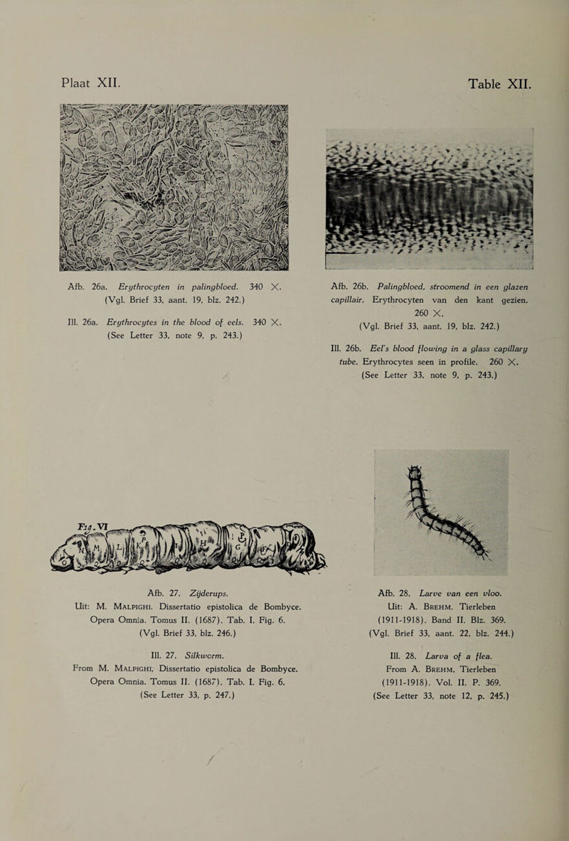 Afb. 26a. Erythrocyten in palingbloed. 340 X. (Vgl. Brief 33, aant. 19, blz. 242.) Ill. 26a. Erythrocytes in the blood of eels. 340 X. (See Letter 33, note 9, p. 243.) Afb. 26b. Palingbloed, stroomend in een glazen capillair. Erythrocyten van den kant gezien. 260 X. (Vgl. Brief 33, aant. 19, blz. 242.) Ill. 26b. Eel’s blood flowing in a glass capillary tube. Erythrocytes seen in profile. 260 X. (See Letter 33, note 9, p. 243.) Afb. 27. Zijderups. Uit: M. Malpighi. Dissertatio epistolica de Bombyce. Opera Omnia. Tomus II. (1687). Tab. I. Fig. 6. (Vgl. Brief 33, blz. 246.) Afb. 28. Larve van een vloo. Uit: A. Brehm. Tierleben (1911-1918). Band II. Blz. 369. (Vgl. Brief 33, aant. 22, blz. 244.) Ill. 27. Silkworm. From M. Malpighi, Dissertatio epistolica de Bombyce. Opera Omnia. Tomus II. (1687). Tab. I. Fig. 6. (See Letter 33, p. 247.) Ill. 28. Larva of a flea. From A. Brehm, Tierleben (1911-1918). Vol. II. P. 369. (See Letter 33, note 12, p. 245.) /