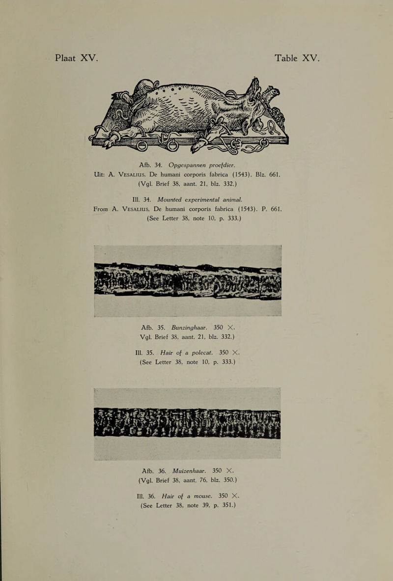 Afb. 34. Opgespannen proefdier. Uit: A. Vesalius. De humani corporis fabrica (1543). Blz. 661. (Vgl. Brief 38, aant. 21, blz. 332.) Ill. 34. Mounted experimental animal. From A. Vesalius, De humani corporis fabrica (1543). P. 661. (See Letter 38, note 10, p. 333.) Afb. 35. Bunzinghaar. 350 X. Vgl. Brief 38, aant. 21, blz. 332.) Ill. 35. Hair of a polecat. 350 X (See Letter 38, note 10, p. 333.) Afb. 36. Muizenhaar. 350 X. (Vgl. Brief 38, aant. 76, blz. 350.) Ill. 36. Hair of a mouse. 350 X.