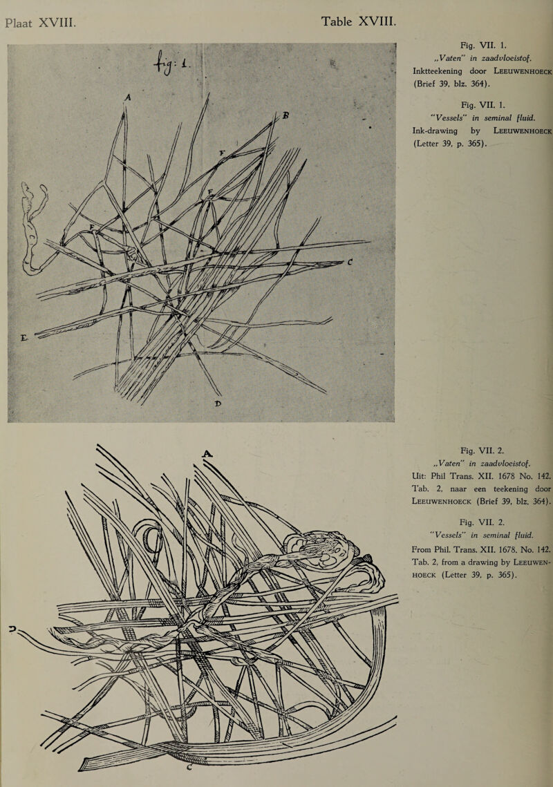 Fig. VII. 1. „Vaten” in zaad vloeistof. Inktteekening door Leeuwenhoeck (Brief 39, blz. 364). Fig. VII. 1. “Vessels” in seminal fluid. Ink-drawing by Leeuwenhoeck (Letter 39, p. 365). Fig. VII. 2. „Vaten” in zaadvloeistof. Uit: Phil Trans. XII. 1678 No. 142. Tab. 2, naar een teekening door Leeuwenhoeck (Brief 39, blz. 364). Fig. VII. 2. “Vessels” in seminal fluid. From Phil. Trans. XII. 1678. No. 142. Tab. 2, from a drawing by Leeuwen¬ hoeck (Letter 39, p. 365).