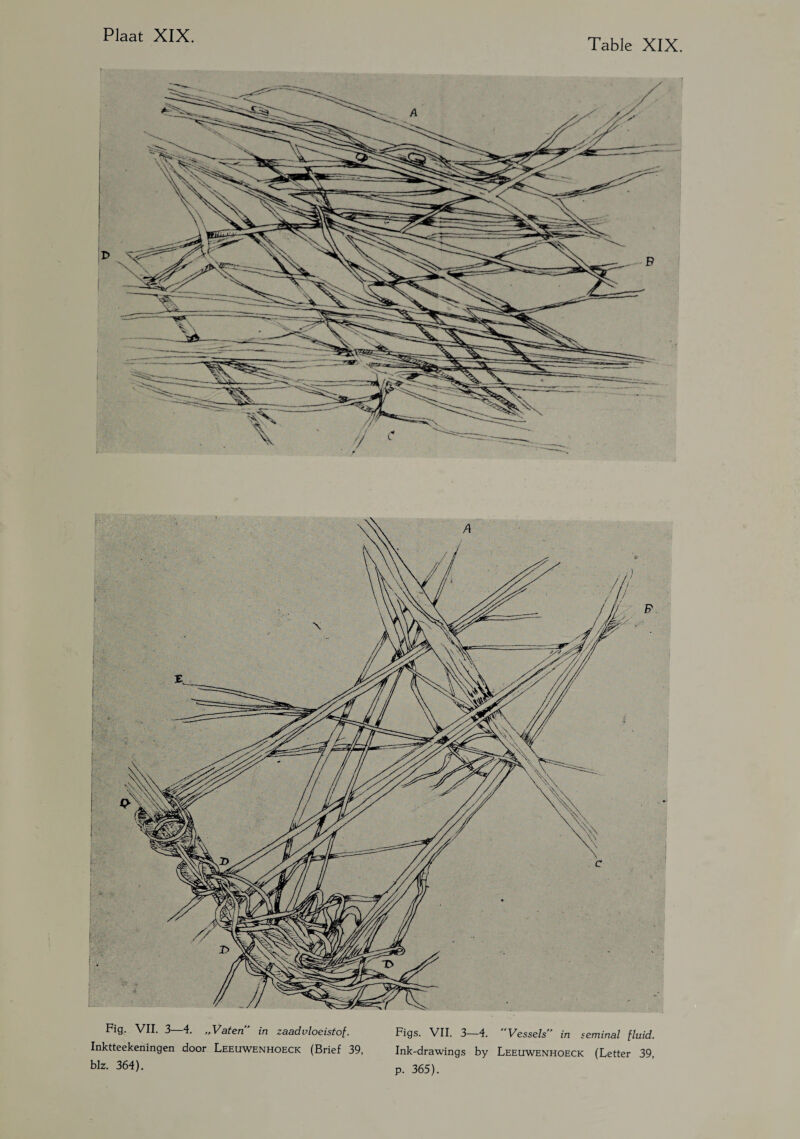 Table XIX. Fig. VII. 3—4. „Vaten in zaadvloeistof. Figs. VII. 3—4. Vessels in seminal fluid. Inktteekeningen door Leeuwenhoeck (Brief 39, Ink-drawings by Leeuwenhoeck (Letter 39, blz- 364)- p. 365).