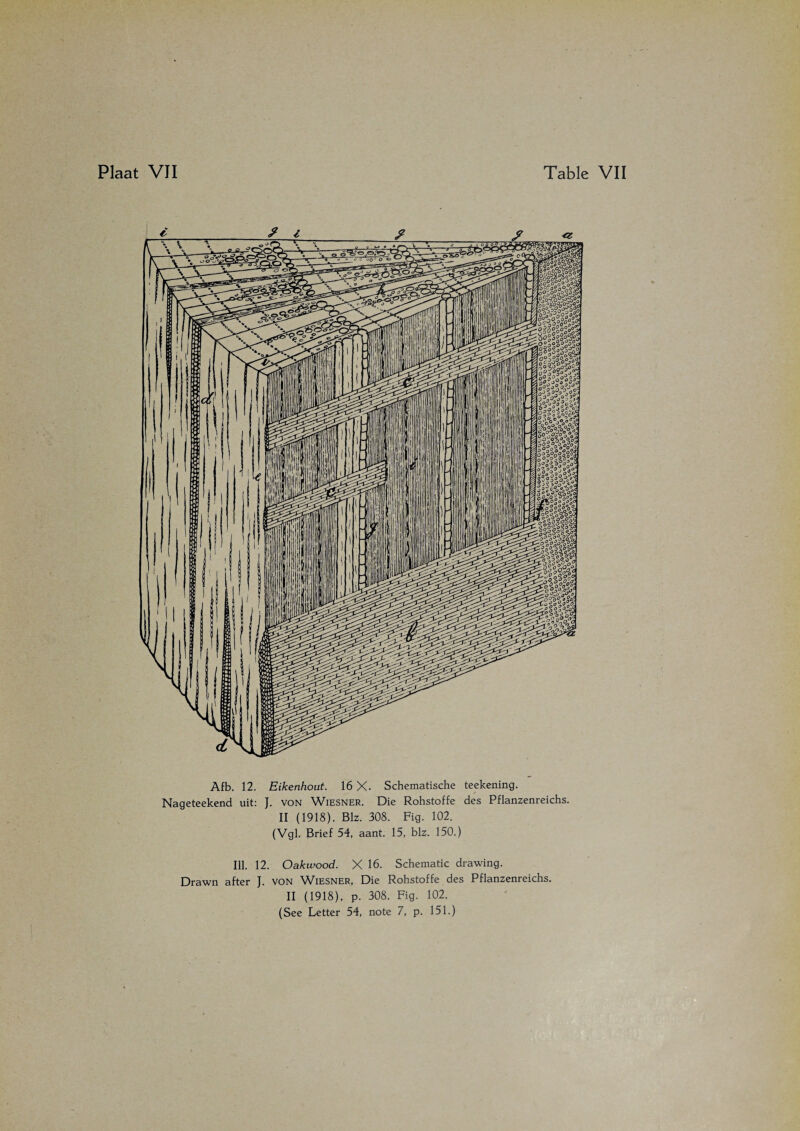 Afb. 12. Eikenhout. 16 X. Schematische teekening. Nageteekend uit: J. VON Wiesner. Die Rohstoffe des Pflanzenreichs. II (1918). Blz. 308. Fig. 102. (Vgl. Brief 54, aant. 15, blz. 150.) Ill. 12. Oakwood. X 16. Schematic drawing. Drawn after J. voN Wiesner, Die Rohstoffe des Pflanzenreichs. II (1918), p. 308. Fig. 102.