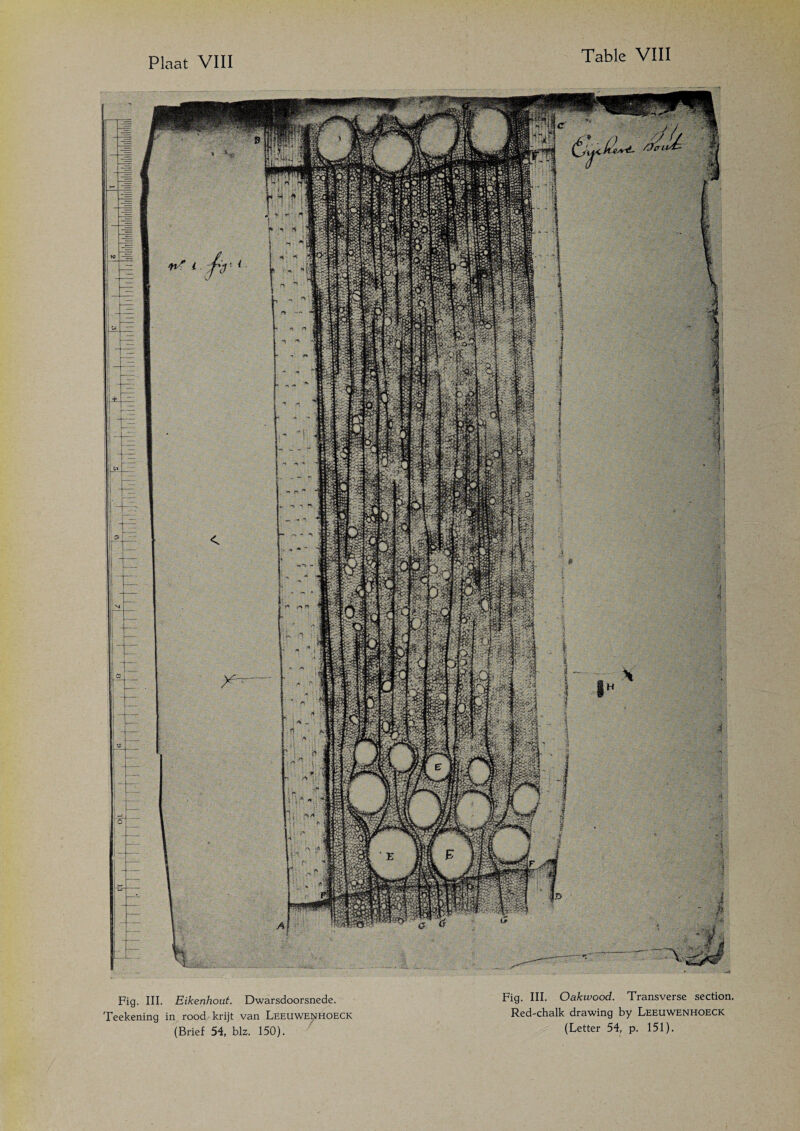 Plaat V^III Fig. III. Eikenhout, Dwarsdoorsnede. Teekening in rood krijt van Leeuwenhoeck (Brief 54, blz. 150). Fig. III. Oakwood. Transverse section. Red-chalk drawing by Leeuwenhoeck