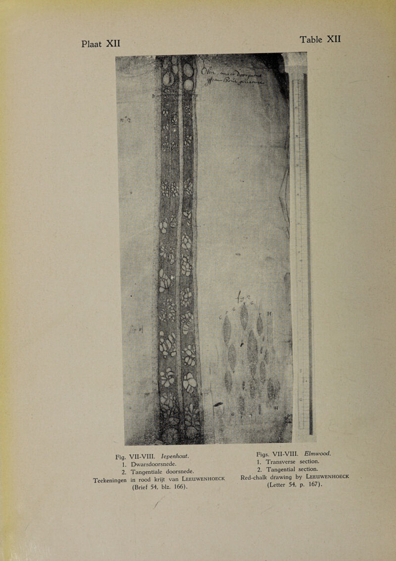 Fig. VII'VIII. lepenhout. 1. Dwarsdoorsnede. 2. Tangentiale doorsnede. Teekeningen in rood krijt van Leeuwenhoeck (Brief 54, biz. 166). Figs. VII-VIII. Elmwood. 1. Transverse section. 2. Tangential section. Red-chalk drawing by Leeuwenhoeck