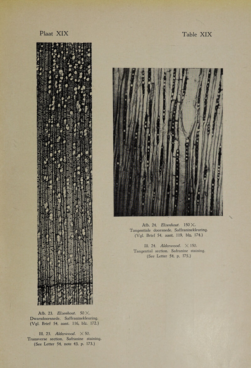 Afb. 23. Elzenhout. 50 X. Dwarsdoorsnede. Saffraninekleuring. (Vgl. Brief 54, aant. 116, blz. 172.) Afb. 24. Elzenhout. 150 X. Tangentiale doorsnede. Saffraninekleuring. (Vgl. Brief 54, aant. 119, blz. 174.) Ill. 24. Alderwood. X 150. Tangential section. Safranine staining. (See Letter 54, p. 175.) Ill. 23. Alderwood. X 50. Transverse section. Safranine staining.