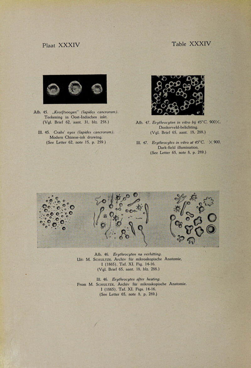 Teekening in Oost-Indischen inkt. (Vgl. Brief 62, aant. 31, blz. 258.) Afb. 47. Erythvocyten in vitro bij 45°C. 900X- Donkerveld'belichting. Ill. 45. Crabs’ eyes (lapides cancrorum). (Vgl. Brief 65, aant. 18, 288.) Modern Chinese-ink drawing. (See Letter 62, note 15, p. 259,) m. 47. Erythrocytes in vitro at 45°C. X 900. Dark-field illumination. (See Letter 65, note 8, p. 289.) Afb. 46. Erythrocyten na verhitting. Uit: M. ScHULTZE. Archiv für mikroskopische Anatomie. I (1865). Taf. XI. Fig. 14-16. (Vgl. Brief 65, aant. 18, blz. 288.) Ill. 46. Erythrocytes after heating. From M. Schultze, Archiv für mikroskopische Anatomie. I (1865). Taf. XI. Figs. 14-16.