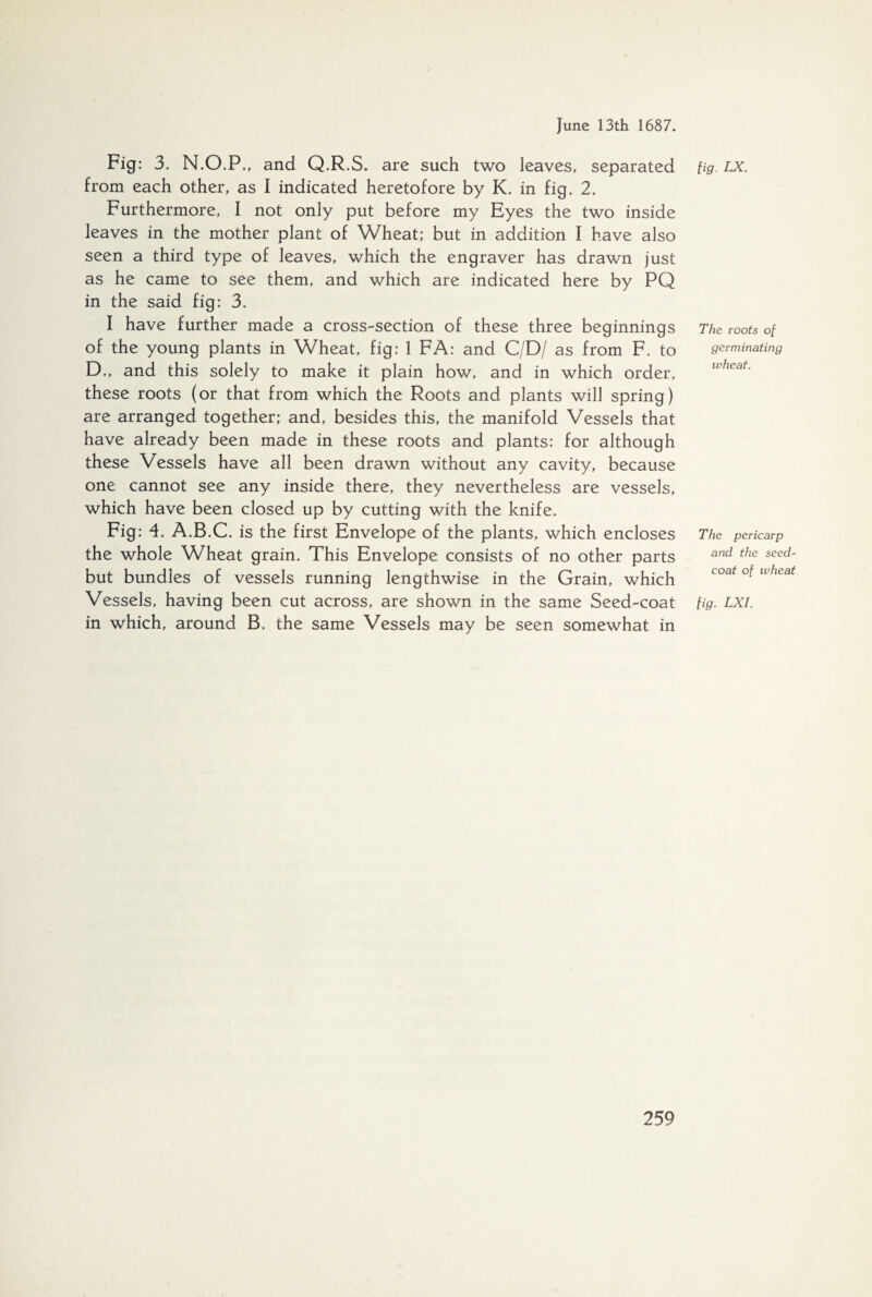 Fig: 3. N.O.P., and Q.R.S. are such two leaves, separated from each other, as I indicated heretofore by K. in fig. 2. Furthermore, I not only put before my Eyes the two inside leaves in the mother plant of Wheat; but in addition I have also seen a third type of leaves, which the engraver has drawn just as he came to see them, and which are indicated here by PQ in the said fig: 3. I have further made a cross-section of these three beginnings of the young plants in Wheat, fig: 1 FA: and C/D/ as from F. to D., and this solely to make it plain how, and in which order, these roots (or that from which the Roots and plants will spring) are arranged together; and, besides this, the manifold Vessels that have already been made in these roots and plants: for although these Vessels have all been drawn without any cavity, because one cannot see any inside there, they nevertheless are vessels, which have been closed up by cutting with the knife. Fig: 4. A.B.C. is the first Envelope of the plants, which encloses the whole Wheat grain. This Envelope consists of no other parts but bundles of vessels running lengthwise in the Grain, which Vessels, having been cut across, are shown in the same Seed-coat in which, around B. the same Vessels may be seen somewhat in fig. LX. The roots of germinating wheat. The pericarp and the seed- coat of wheat fig. LXI.