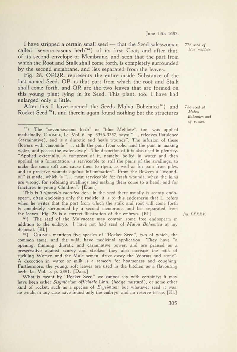 I have stripped a certain small seed — that the Seed saleswoman called “seven-seasons herb’57) of its first Coat, and after that, of its second envelope or Membrane, and seen that the part from which the Root and Stalk shall come forth, is completely surrounded by the second membrane, and lies separated from the leaves. Fig: 28. OPQR. represents the entire inside Substance of the last-named Seed. OP. is that part from which the root and Stalk shall come forth, and QR are the two leaves that are formed on this young plant lying in its Seed. This plant, too, I have had enlarged only a little. After this I have opened the Seeds Malva Bohemica 58) and Rocket Seed 59), and therein again found nothing but the structures 57) The ‘‘seven-seasons herb” or ‘‘blue Melilote”, too, was applied medicinally. Chomel, l.c. Vol. 6. pp. 3356-3357, says: “.. . releaves flatulence (carminative), and is a diuretic and heals wounds”. The infusion of these flowers with camomile “... stills the pain from colic, and the pain in making water, and passes the water away”. The decoction of it is also used in pleurisy. ‘‘Applied externally, a compress of it, namely, boiled in water and then applied as a fomentation, is serviceable to still the pains of the swellings, to make the same soft and cause them to ripen, as well as for pain from piles, and to preserve wounds against inflammation”. From the flowers a “wound- oil” is made, which is “... most serviceable for fresh wounds, when the loins are wrong, for softening swellings and making them come to a head, and for fractures in young Children”. [Dam.] This is Trigonella caerulea Ser.; in the seed there usually is scanty endo¬ sperm, often enclosing only the radicle: it is to this endosperm that L. refers when he writes that the part from which the stalk and root will come forth is completely surrounded by a second membrane, and lies separated from the leaves. Fig. 28 is a correct illustration of the embryo. [ Kl.] 58) The seed of the Malvaceae may contain some free endosperm in addition to the embryo. I have not had seed of Malva Bohemica at my disposal. [Kl.] 59) Chomel mentions five species of ‘‘Rocket Seed”, two of which, the common tame, and the wild, have medicinal application. They have ‘‘a opening, thinning, diuretic and carminative power, and are praised as a preservative against scurvy and strokes: they also increase the milk of suckling Women and the Male semen, drive away the Worms and stone”. A decoction in water or milk is a remedy for hoarseness and coughing. Furthermore, the young, soft leaves are used in the kitchen as a flavouring herb, l.c. Vol. 5. p. 2891. [Dam.] What is meant by ‘‘Rocket Seed” we cannot say with certainty: it may have been either Sisymbrium officinale Linn, (hedge mustard), or some other kind of rocket, such as a species of Erysimum; but whatever seed it was, he would in any case have found only the embryo, and no reserve-tissue. [Kl.] The seed of blue melilote. The seed of Malva Bohemica and of rocket. fig. LXXXV.