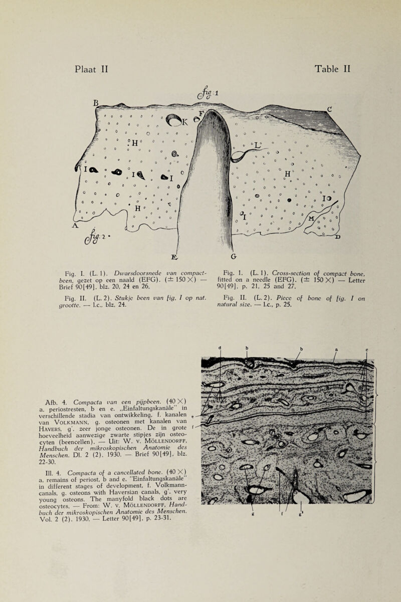 <h- Fig. I. (L. 1). Dwarsdoorsnede van compact- been, gezet op een naald (EFG). (± 150 X) — Brief 90[49], biz. 20, 24 en 26. Fig. II. (L. 2). Stukje been van fig. 1 op nat. grootte. — l.c., biz. 24. Fig. 1. (L. 1). Cross-section of compact bone, fitted on a needle (EFG). (± 150 X) — Letter 90[49], p. 21, 25 and 27. Fig. II. (L. 2). Piece of bone of fig. I on natural size. — l.c., p. 25. Afb. 4. Compacta van een pijpbeen. (40 X) a. periostresten, b en e. „Einfaltungskanale in verschillende stadia van ontwikkeling, f. kanalen van Volkmann, g. osteonen met kanalen van Havers, g’. zeer jonge osteonen. De in grote hoeveelheid aanwezige zwarte stipjes zijn osteo- cyten (beencellen). — Uit: W. V. Möllendorff, Handbuch der mikroskopischen Anatomie des Menschen. Dl. 2 (2). 1930. — Brief 90[49], blz. 22-30. Ill. 4. Compacta of a cancellated bone. (40 X ) a. remains of periost, b and e. Einfaltungskanale in different stages of development, f. Volkmann- canals, g. osteons with Haversian canals, g’. very young osteons. The manyfold black dots are osteocytes. — From: W. v. Möllendorff, Hand¬ buch der mikroskopischen Anatomie des Menschen. Vol. 2 (2). 1930. — Letter 90[49], p. 23-31.