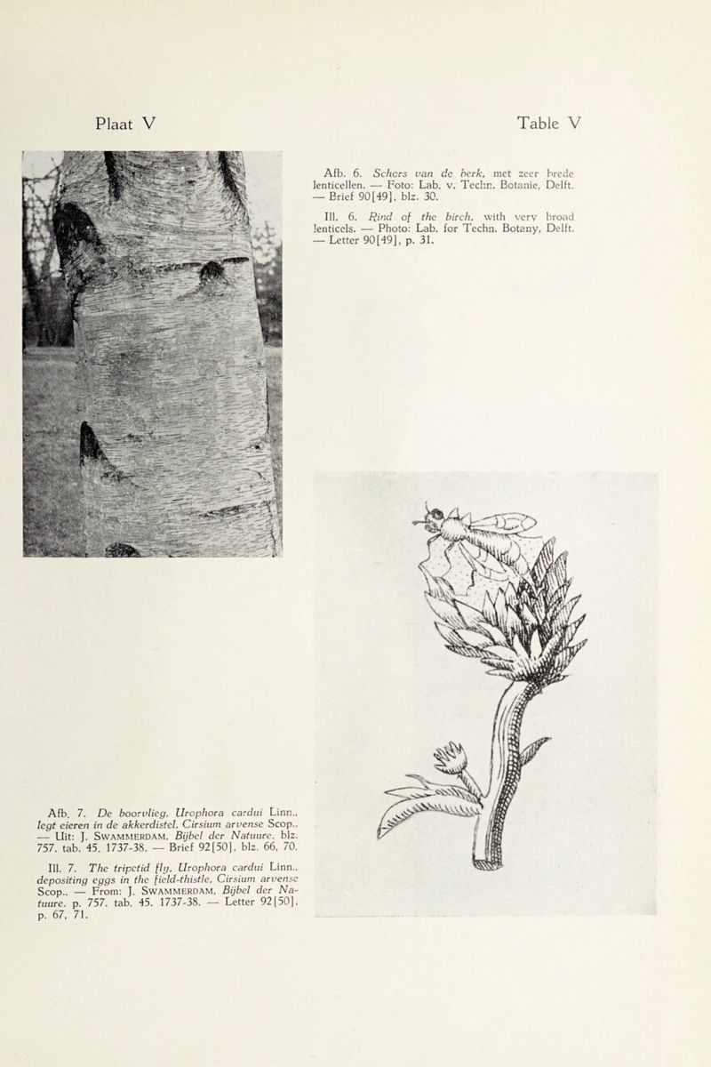 Afb. 7. De bootvlieg, Urophora cardui Linn., legt eieren in de akkerdistel, Cirsium arvense Scop.. — Uit: J. Swammerdam, Bijbel der Natuure. bh. 757. tab. 45. 1737-38. — Brief 92 [50], blz. 66, 70. Ill. 7. The tripctid flg, Urophora cardui Linn., depositing eggs in the field-thistle, Cirsium arvense Scop.. — From: J. Swammerdam, Bijbel der Na¬ tuure. p. 757. tab. 45. 1737-38. — Letter 92 [50], p. 67, 71. Afb. 6. Schors van de berk, met zeer brede lenticellen. — Foto: Lab. v. Techn. Botanie, Delft. — Brief 90[49], blz. 30. Ill. 6. Rind of the birch, with very broad lenticels. — Photo: Lab. for Techn. Botany, Delft.