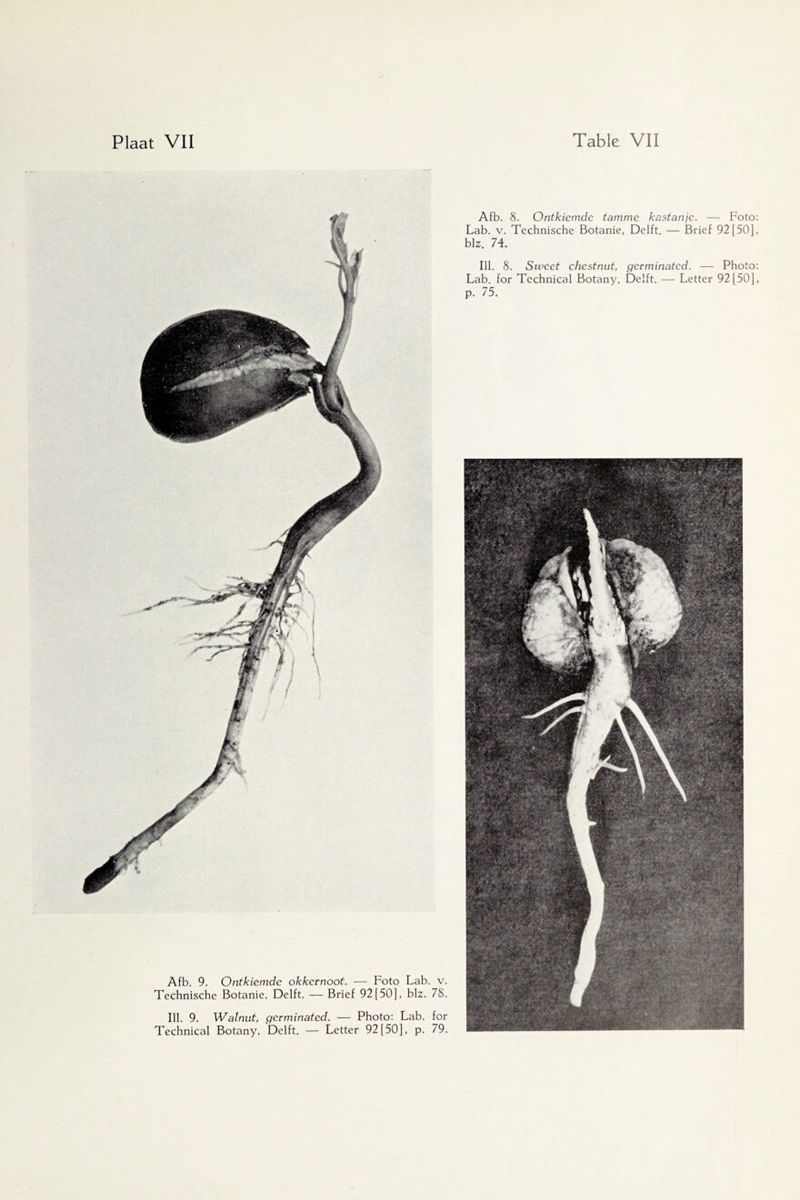 Afb. 9. Ontkiemde okkernoot. — Foto Lab. v. Technische Botanie, Delft. — Brief 92 [50], blz. 78. Ill. 9. Walnut, germinated. — Photo: Lab. for Technical Botany, Delft. — Letter 92 [50], p. 79. Afb. 8. Ontkiemde tamme kastanje. — Foto: Lab. v. Technische Botanie, Delft. — Brief 92 [50], blz. 74. Ill. 8. Sweet chestnut, germinated. — Photo: Lab. for Technical Botany, Delft. — Letter 92 [50],