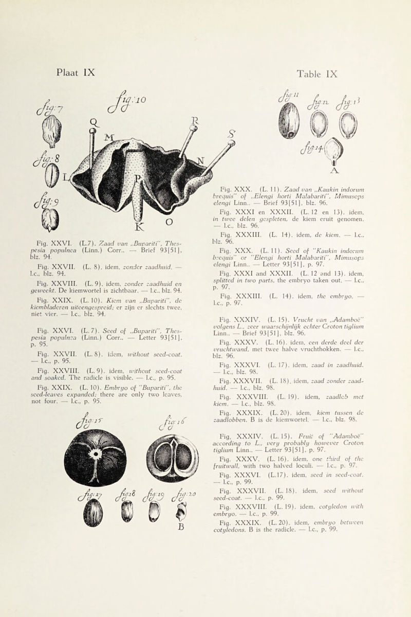 Fig. XXVI. (L.7). Zaad van ..Bupariti”, Thes- pcsia populnca (Linn.) Corr.. — Brief 93[51], biz. 94. Fig. XXVII. (L. 8). idem, zonder zaadhuid. - l.c., biz. 94. Fig. XXVIII. (L. 9). idem, zonder zaadhuid en geweckt. De kiemwortel is zichtbaar. — l.c., biz. 94. Fig. XXIX. (L. 10). Kiem van ,,Bupariti, dc kiembladeren uitcengcsprcid; er zijn er slechts twee, niet vier. — l.c., blz. 94. Fig. XXX. (L. 11). Zaad van „Kaukin indorum brequis” of ,,Elengi horti Malabariti, Mimuscps elengi Linn.. — Brief 93[51], blz. 96. Fig. XXXI en XXXII. (L. 12 en 13). idem, in twee delen gespleten, de kiem eruit genomen. ■— l.c., blz. 96. Fig. XXXIII. (L. 14). idem, de kiem. — l.c., blz. 96. Fig. XXX. (L. 11). Seed of Kaukin indorum brequis' or ‘Elengi horti Malabariti. Mimusops elengi Linn.. — Letter 93[51], p. 97. Fig. XXXI and XXXII. (L. 12 and 13). idem, splitted in two parts, the embryo taken out. — l.c., p. 97. Fig. XXXIII. (L. 14). idem, the embryo. - l.c., p. 97. Fig. XXVI. (L.7). Seed of ,,Bupariti, Thes- pesia populnca (Linn.) Corr.. — Letter 93 [51], p. 95. Fig. XXVII. (L. 8). idem, without secd-coat. — l.c., p. 95. Fig. XXVIII. (L. 9). idem, without secd-coat and soaked. The radicle is visible. — l.c., p. 95. Fig. XXIX. (L. 10). Embryo of Bupariti, the seed-leaves expanded; there are only two leaves, not four. — l.c., p. 95. Fig. XXXIV. (L. 15). Vrucht van ,,Adamboc volgens L.. zeer waarschijnlijk echter Croton tiglium Linn.. — Brief 93[51], blz. 96. Fig. XXXV. (L. 16). idem, een derde deel der vruchtwand, met twee halve vruchthokken. — l.c., blz. 96. Fig. XXXVI. (L. 17). idem, zaad in zaadhuid. — l.c., blz. 98. Fig. XXXVII. (L. 18). idem, zaad zonder zaad¬ huid. — l.c., blz. 98. Fig. XXXVIII. (L. 19). idem, zaadlob met kiem. — l.c., blz. 98. Fig. XXXIX. (L. 20). idem, kiem tussen dc zaadlobben. B is de kiemwortel. — l.c., blz. 98. Fig. XXXIV. (L. 15). Fruit of Adamboe’ according to L., very probably however Croton tiglium Linn.. — Letter 93[51], p. 97. Fig. XXXV. (L. 16). idem, one third of the fruitwall, with two halved loculi. — l.c., p. 97. Fiq. XXXVI. (L.17). idem, seed in seed-coat. — l.c., p. 99. Fig. XXXVII. (L. 18). idem, seed without seed-coat. — l.c., p. 99. Fig. XXXVIII. (L. 19). idem, cotyledon with embryo. —■ l.c., p. 99. Fig. XXXIX. (L. 20). idem, embryo between cotyledons. B is the radicle. — l.c., p. 99.