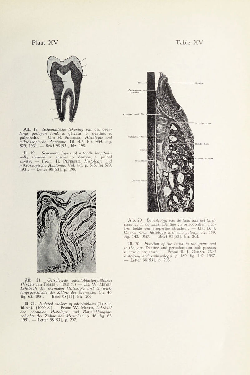 Afb. 19. Schematische tekening van een over¬ langs geslepen tand. a. glazuur, b. dentine, e. pulpaholte. — Uit: H. Petersen, Histologie und mikroskopische Anatomie. Dl. 4-5. blz. 454. fig. 529. 1931. — Brief 98[53], blz. 198. Ill. 19. Schematic figure of a tooth, longitudi- nallij abraded, a. enamel, b. dentine, e. pulpal cavity. — From: H. Petersen, Histologie und mikroskopische Anatomie. Vol. 4-5. p. 545. fig 529, 1931. —• Letter 98[53], p. 199. Obli»|Uf fibers Alveolar crest fibers Horizontal fibers Dentin Bundle bone I-arnellated bone Cernento-enamel Junction Enamel Gingiva Afb. 20. Bevestiging van de tand aan het tand¬ vlees en in de kaak. Dentine en periodontium heb¬ ben beide een stroperige structuur. —- Uit: B. J. Orban, Oral histology and embryology, blz. 189. fig. 142. 1957. — Brief 98 [53], blz. 202. Ill. 20. Fixation of the tooth to the gums and in the jaw. Dentine and periodontium both possess a striate structure. — From: B. J. Orban, Oral histology and embryology, p. 189. fig. 142. 1957. — Letter 98 [53], p. 203. Afb. 21. Geïsoleerde odontoblasten-uitlopers (Vezels van Tomes). (1000 X) — Uit: W. Meyer, Lehrbuch der normalen Histologie und Entwick- lungsgeschichte der Zahne des Menschen. blz. 46. fig. 63. 1951. — Brief 98[53], blz. 206. Ill. 21. Isolated suckers of odontoblasts (Tomes’ fibres). (1000 X) — From: W. Meyer, Lehrbuch der normalen Histologie und Entwicklungsge- schichte der Zahne dcs Menschen. p. 46. fig. 63. 1951. — Letter 98[53], p. 207.