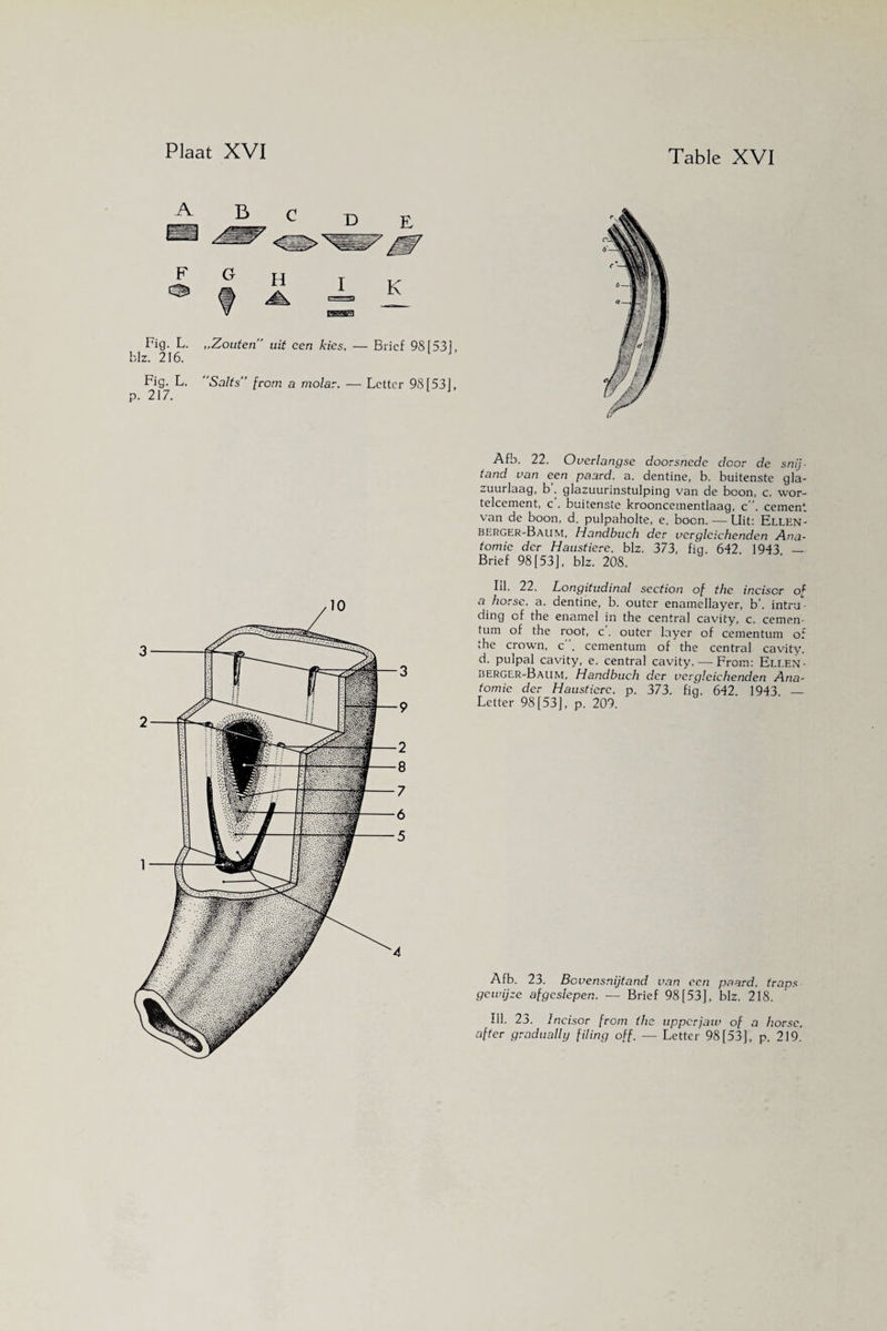 Fig. L. ,.Zouten” uit een kies. — Brief 98f53], blz. 216. Fig. L. Salts” from a molar. — Letter 98[53], p. 217. Afb. 22. Overlangse doorsnede door de snij¬ tand van een paard. a. dentine, b. buitenste gla- zuurlaag, b'. glazuurinstulping van de boon, c. wor- telcement, c’. buitenste krooncementlaag, c”. cement van de boon, d. pulpaholte, e. boon. — Uit: Ellen- berger-Baum, Handbuch der vcvglcichenden Ana¬ tomie der Haustiere. blz. 373, fig. 642. 1943 — Brief 98 [53], blz. 208. HI- 22. Longitudinal section of the incisor of a horse, a. dentine, b. outer enamellayer, b’. intru¬ ding of the enamel in the central cavity, c. cemen- tum of the root, c'. outer layer of cementum of the crown, c. cementum of the central cavity, d. pulpal cavity, e. central cavity. — From: Ellen - berger-Baum, Handbuch der vergleichenden Ana¬ tomie der Haustiere. p. 373. fig. 642. 1943. — Letter 98 [53], p. 209. Afb. 23. Bovensnijtand van een paard, traps ge wijze afgeslepen. — Brief 98 [53], blz. 218. Ill. 23. Incisor from the upper jaw of a horse, after gradually filing off. — Letter 98 [53], p. 219.