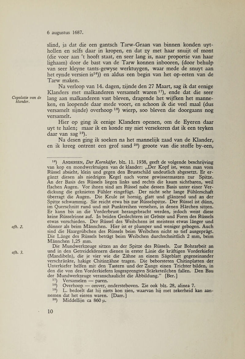 Copulatie van de klander. afb. 2. afb. 3. 6 augustus 1687. slind, ja dat die een gantsch Tarw-Graan van binnen konden uyt- hollen en selfs daar in kropen, en dat zy met haar snuijt of mont (die voor aan 't hooft staat, en seer lang is, naar proportie van haar lighaam) door de bast van de Tarw konnen inbooren, (door behulp van seer kleyne tants-gewyse werktuygen, waar mede de snuyt aan het eynde versien is16)) en aldus een begin van het op-eeten van de Tarw maken. Na verloop van 14. dagen, zijnde den 27 Maart, sag ik dat eenige Klanders met malkanderen versamelt waren 17), ende dat die seer lang aan malkanderen vast bleven, dragende het wijfken het manne¬ ken, en loopende daar mede voort, en schoon ik die veel maal (dus versamelt sijnde) overhoop 18) wierp, soo bleven die doorgaans nog versamelt. Hier op ging ik eenige Klanders openen, om de Eyeren daar uyt te halen; maar ik en konde my niet versekeren dat ik een teyken daar van sag 19). Na desen ging ik soeken na het mannelijk zaad van de Klander, en ik kreeg ontrent een grof sand 20) groote van die stoffe by-een, 16) Andersen, Der Kornkafer. blz. 11. 1938, geeft de volgende beschrijving van kop en mondwerktuigen van de klander: „Der Kopf ist, wenn man vom Rüssel absieht, klein und gegen den Brustschild undeutlich abgesetzt. Er er- ganzt diesen als niedrigen Kegel nach vorne gewissermaszen zur Spitze. An der Basis des Rüssels liegen links und rechts die kaum sichtbaren, weil flachen Augen. Vor ihnen sind am Rüssel nahe dessen Basis unter einer Ver- dickung die geknieten Fühler eingefügt. Der nicht sehr lange Fühlerschaft überragt die Augen. Die Keule ist hornig, glatt und glanzend und an der Spitze schwammig. Sie reicht etwa bis zur Rüsselspitze. Der Rüssel ist dünn, im Querschnitt rund und mit Punktreihen versehen, in denen Harchen sitzen. Er kann bis an die Vorderbrust herangebracht werden, jedoch weist diese keine Rüsselrinne auf. In beiden Geslechtern ist Grösze und Form des Rüssels etwas verschieden. Der Rüssel des Weibchens ist meistens etwas langer und dünner als beim Mannchen. Hier ist er plumper und weniger gebogen. Auch sind die Haargrübchen des Rüssels beim Weibchen nicht so tief ausgepragt. Die Lange des Rüssels betragt beim Weibchen durchschnitthch 2 mm, beim Mannchen 1,25 mm. Die Mundwerkzeuge sitzen an der Spitze des Rüssels. Zur Bohrarbeit an und in den Getreidekörnern dienen in erster Linie die kraftigen Vorderkiefer (Mandibeln), die je vier wie die Zahne an einem Sageblatt gegeneinander verschrankte, hakige Chitinzahne tragen. Die beborsteten Chitinplatten der Unterkiefer helfen mit den Tastern und der Zunge einen Trichter bilden, in den die von den Vorderkiefern losgesprengten Starketeilchen fallen. Den Bau der Mundwerkzeuge veranschaulicht die Abbildung.” [Ber.] 17) Versamelen — paren. 18) Overhoop — omver, ondersteboven. Zie ook blz. 28, alinea 7. 19) L. bedoelt dat hij niets kon zien, waarvan hij met zekerheid kan aan¬ nemen dat het eieren waren. [Dam.] 20) Middellijn ca 860 (j..