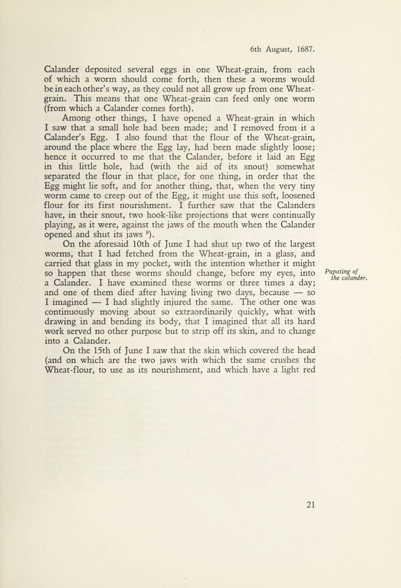 Calander deposited several eggs in one Wheat-grain, from each of which a worm should come forth, then these a worms would be in each other's way, as they could not all grow up from one Wheat- grain. This means that one Wheat-grain can feed only one worm (from which a Calander comes forth). Among other things, I have opened a Wheat-grain in which I saw that a small hole had been made; and I removed from it a Calander's Egg. I also found that the flour of the Wheat-grain, around the place where the Egg lay, had been made slightly loose; hence it occurred to me that the Calander, before it laid an Egg in this little hole, had (with the aid of its snout) somewhat separated the flour in that place, for one thing, in order that the Egg might lie soft, and for another thing, that, when the very tiny worm came to creep out of the Egg, it might use this soft, loosened flour for its first nourishment. I further saw that the Calanders have, in their snout, two hook-like projections that were continually playing, as it were, against the jaws of the mouth when the Calander opened and shut its jaws 8). On the aforesaid 10th of June I had shut up two of the largest worms, that I had fetched from the Wheat-grain, in a glass, and carried that glass in my pocket, with the intention whether it might so happen that these worms should change, before my eyes, into a Calander. I have examined these worms or three times a day; and one of them died after having living two days, because — so I imagined — I had slightly injured the same. The other one was continuously moving about so extraordinarily quickly, what with drawing in and bending its body, that I imagined that all its hard work served no other purpose but to strip off its skin, and to change into a Calander. On the 15th of June I saw that the skin which covered the head (and on which are the two jaws with which the same crushes the Wheat-flour, to use as its nourishment, and which have a light red Pupating of the calander.