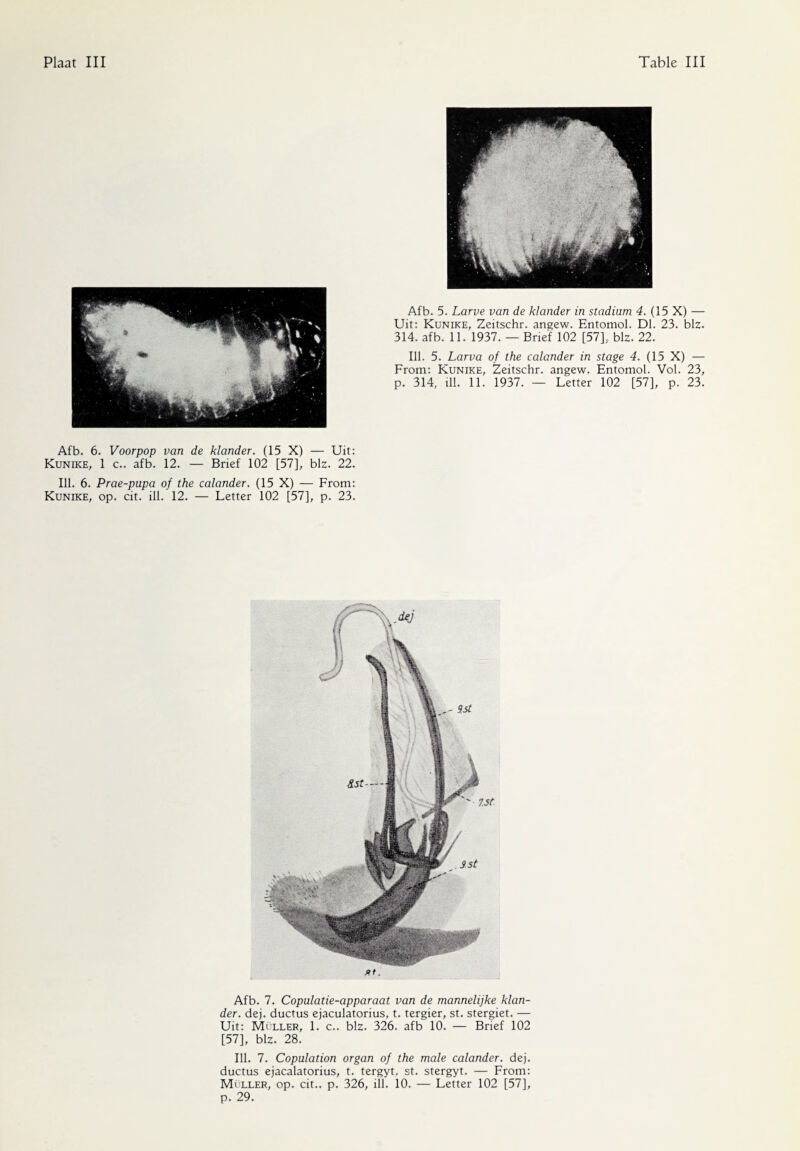 Afb. 5. Larve van de klander in stadium 4. {15 X) — Uit: Kunike, Zeitschr. angew. Entomol. Dl. 23. biz. 314. afb. 11. 1937. — Brief 102 [57], biz. 22. Ill. 5. Larva of the calander in stage 4. (15 X) — From: Kunike, Zeitschr. angew. Entomol. Vol. 23, p. 314, ill. 11. 1937. — Letter 102 [57], p. 23. Afb. 6. Voorpop van de klander. (15 X) — Uit: Kunike, 1 c.. afb. 12. — Brief 102 [57], biz. 22. Ill. 6. Prae-pupa of the calander. (15 X) — From: Kunike, op. cit. ill. 12. — Letter 102 [57], p. 23. Afb. 7. Copulatie-apparaat van de mannelijke klan¬ der. dej. ductus ejaculatorius, t. tergier, st. stergiet. — Uit: Muller, 1. c.. biz. 326. afb 10. — Brief 102 [57], biz. 28. Ill. 7. Copulation organ of the male calander. dej. ductus ejacalatorius, t. tergyt, st. stergyt. — From: Muller, op. cit.. p. 326, ill. 10. — Letter 102 [57], p. 29.