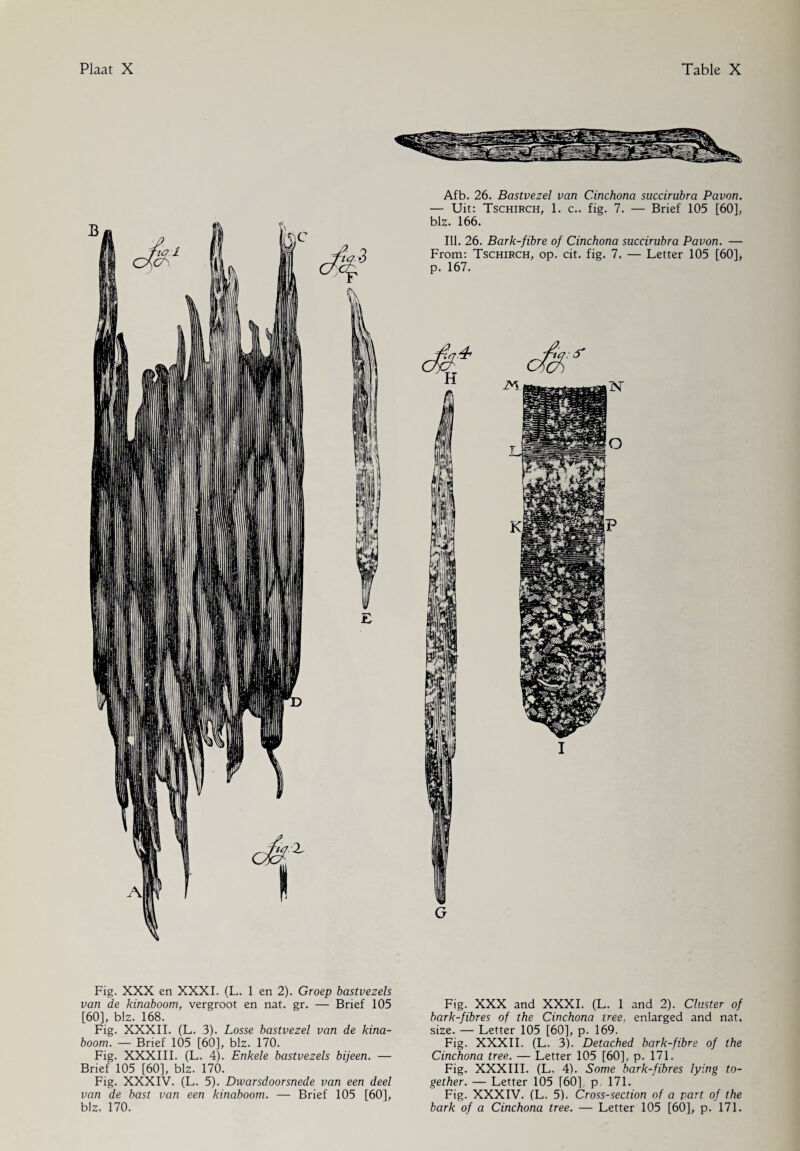 Afb. 26. Bastvezel van Cinchona succirubra Pavon. — Uit: Tschirch, 1. c.. fig. 7. — Brief 105 [60], blz. 166. Ill. 26. Bark-fibre of Cinchona succirubra Pavon. — From: Tschirch, op. cit. fig. 7. — Letter 105 [60], p. 167. G Fig. XXX en XXXI. (L. 1 en 2). Groep bastvezels van de kinaboom, vergroot en nat. gr. — Brief 105 [60], blz. 168. Fig. XXXII. (L. 3). Losse bastvezel van de kina¬ boom. — Brief 105 [60], blz. 170. Fig. XXXIII. (L. 4). Enkele bastvezels bijeen. — Brief 105 [60], blz. 170. Fig. XXXIV. (L. 5). Dwarsdoorsnede van een deel van de bast van een kinaboom. — Brief 105 [60], blz. 170. Fig. XXX and XXXI. (L. 1 and 2). Cluster of bark-fibres of the Cinchona tree, enlarged and nat. size. — Letter 105 [60], p. 169. Fig. XXXII. (L. 3). Detached bark-fibre of the Cinchona tree. — Letter 105 [60], p. 171. Fig. XXXIII. (L. 4). Some bark-fibres lying to¬ gether. — Letter 105 [60], p. 171. Fig. XXXIV. (L. 5). Cross-section of a part of the bark of a Cinchona tree. — Letter 105 [60], p. 171.