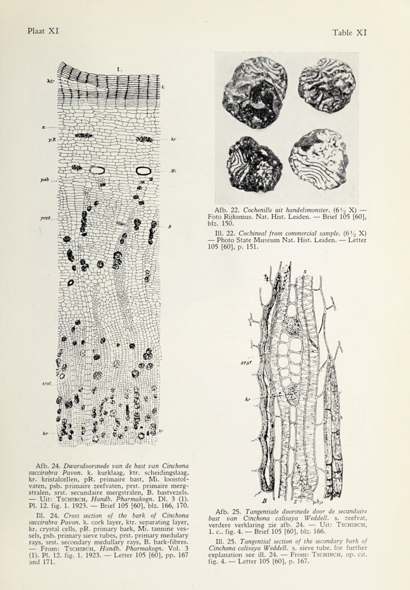 Afb. 24. Dwarsdoorsnede van de bast van Cinchona succirubra Pavon. k. kurklaag, ktr. scheidingslaag, kr. kristalcellen, pR. primaire bast. Mi. looistof- vaten, psb. primaire zeefvaten, prst. primaire merg- stralen, srst. secundaire mergstralen, B. bastvezels. — Uit: Tschirch, Handb. Pharmakogn. Dl. 3 (1). PI. 12. fig. 1. 1923. — Brief 105 [60], blz. 166, 170. Ill. 24. Cross section of the bark of Cinchona succirubra Pavon. k. cork layer, ktr. separating layer, kr. crystal cells, pR. primary bark. Mi. tannine ves¬ sels, psb. primary sieve tubes, prst. primary medulary rays, srst. secondary medullary rays, B. bark-fibres. — From: Tschirch, Handb. Pharmakogn. Vol. 3 (1). PI. 12. fig. 1. 1923. — Letter 105 [60], pp. 167 and 171. Afb. 22. Cochenille uit handelsmonster. (6 % X) — Foto Rijksmus. Nat. Hist. Leiden. — Brief 1Ö5 [60], blz. 150. Ill. 22. Cochineal from commercial sample. (6 ]/2 X) — Photo State Museum Nat. Hist. Leiden. — Letter 105 [60], p. 151. Afb. 25. Tangentiale doorsnede door de secundaire bast van Cinchona calisaya Weddell, s. zeefvat, verdere verklaring zie afb. 24. — Uit: Tschirch, 1. c.. fig. 4. — Brief 105 [60], blz. 166. Ill. 25. Tangential section of the secondary bark of Cinchona calisaya Weddell, s. sieve tube, for further explanation see ill. 24. — From: Tschirch, op. cit. fig. 4. — Letter 105 [60], p. 167.