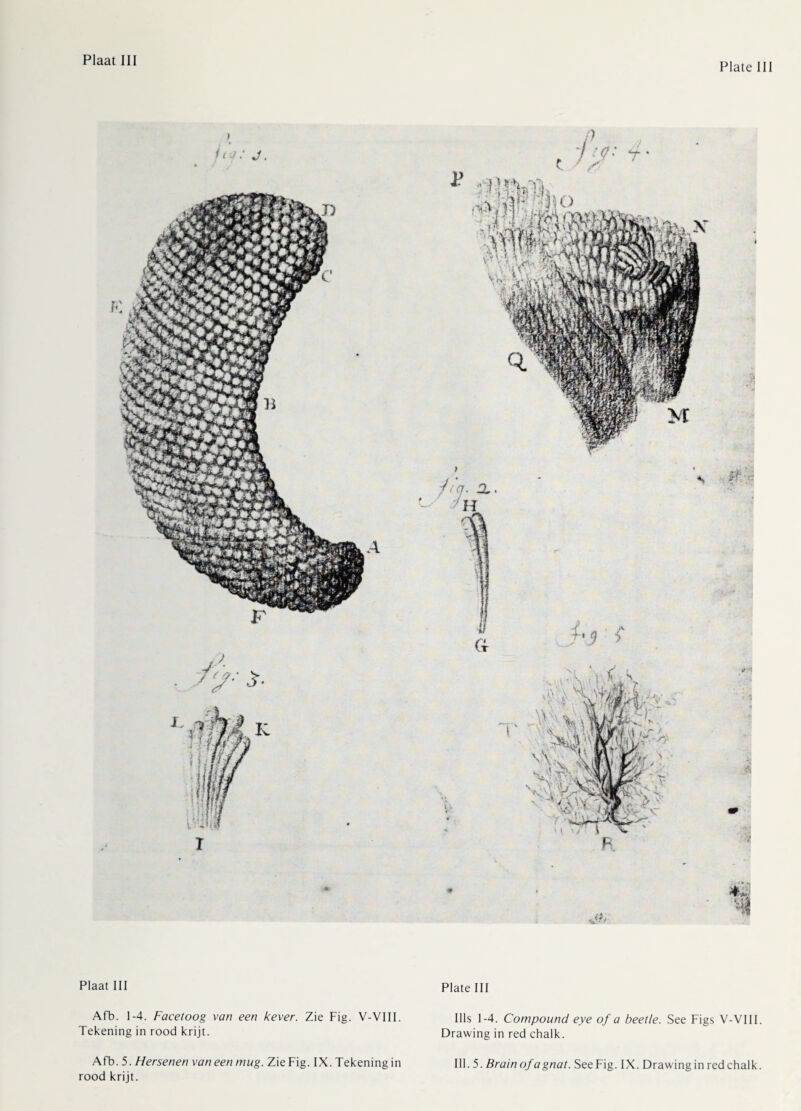 Plate 111 Plaat III Afb. 1-4. Facetoog van een kever. Zie Fig. V-VIII. Tekening in rood krijt. rood krijt. Plate III Ills 1-4. Compound eye of a beetle. See Figs V-VIII. Drawing in red chalk.