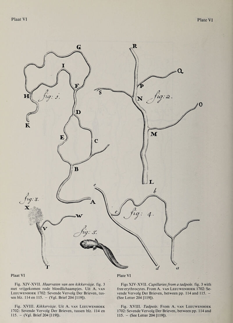 Fig. XIV-XVII. Haarvaten van een kikkervisje. fig. 3 met vrijgekomen rode bloedlichaampjes. Uit A. van Leeuwenhoek 1702: Sevende Vervolg Der Brieven, tus¬ sen blz. 114 en 115. - (Vgl. Brief 204 [119]). Fig. XVIII. Kikkervisje. Uit A. van Leeuwenhoek 1702: Sevende Vervolg Der Brieven, tussen blz. 114 en 115. - (Vgl. Brief 204 [119]). Figs XIV-XVII. Capillaries from a tadpole, fig. 3 with free erythrocytes. From A. van Leeuwenhoek 1702: Se¬ vende Vervolg Der Brieven, between pp. 114 and 115. - (See Letter 204 [119]). Fig. XVIII. Tadpole. From A. van Leeuwenhoek 1702: Sevende Vervolg Der Brieven, between pp. 114 and 115. - (See Letter 204 [119]).