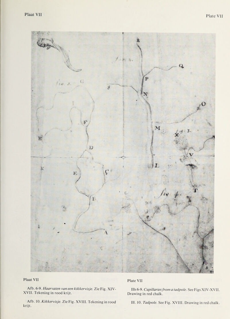 Plaat Vil Afb. 6-9. Haarvaten van een kikkervisje. Zie Fig. XIV- XVII. Tekening in rood krijt. Afb. 10. Kikkervisje. Zie Fig. XVIII. Tekening in rood krijt. Plate VII Ills 6-9. Capillaries from a tadpole. SeeFigsXIV-XVII. Drawing in red chalk.