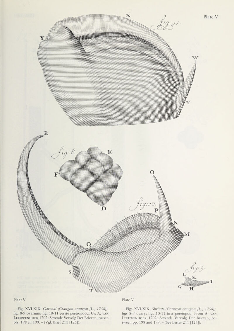 I Plaat V Fig. XVI-XIX. Garnaal (Crangon crangon [L., 1758]). fig. 8-9 ovarium; fig. 10-11 eerste pereiopood. Uit A. van Leeuwenhoek 1702: Sevende Vervolg Der Brieven, tussen biz. 198 en 199. - (Vgl. Brief 211 1125]). Plate V Figs XVI-XIX. Shrimp (Crangon crangon /L1758]). figs 8-9 ovary; figs 10-11 first pereiopod. From A. van Leeuwenhoek 1702: Sevende Vervolg Der Brieven, be¬ tween pp. 198 and 199.-(See Letter 211 (125]).