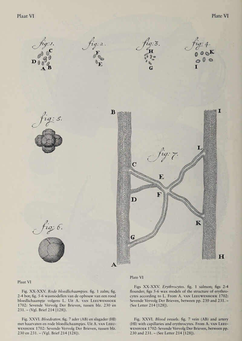 rib0Oj §$$$1 °00?0°00000oCi sgtf mm OrJocTiuyówuQO;S \c'>o°°^SA °0 Oo 0n°,0 ‘SoOfl/ ttJv?oP üO CO^OO 0^0°^ oogo^c Pjü00oo P°n°.?rP[i00003l ill IAs»S3@ ftjSöfto2§9°2oool 'OogC^ÖiPoOoOO \o2oS§°0a?2o9o S°0W00’5ÖS^ few® iSoS-o&SrasI ferfSöWS ill mi fesfofo®! tooP0%OrP | S^OoOO^i ooooCD°oo0o2S! ^°üooopoo°oo | ïco^ogg &Q^00'ïjQvP->\ pOo°On ^r%oo\ gOgCo ft'oSc'3 ??dC? oo'°o°n 0o8°J«jo2l W°a°oSüM 00°C0Po,T0qW P8^e9K2o§®a S&wö'j® loOgc^C'OO^iigjo] PiSIgi tag t^$g '»oOPooouOügd (óoof'^c^ooaftPj PgoCp°J KgooOoo«orf»« Üfê“S38B<£ '$Xr-rr J |X00“„ üO'o^qO PröO?oo°3„o' b00oo0°^0a°] p£0°o(?00?W faC°0oa00<V000 ®»gS«cj8ooo RlOnOy2°Po£oC Cc,00nO^0^0° ?0oo°?croV0 tPo80oo0o°000 ?oOOO?oV>o° O0 0p'o0°000l O^ü0o00°00sl 0&°000°000Jj ooo2ooOc^°kJ . ooo°o0°or>'Pc' Wogo'WO p8cP°o°'2oS^o PoOOOoO ?oggo\ Bo002c9«?'«oo^ fe°o0ooor°oc.O &#n<wKMcci Plaat VI Fig. XX-XXV. Rode bloedlichaampjes, fig. 1 zalm; fig. 2-4 bot; fig. 5-6 wasmodellen van de opbouw van een rood bloedlichaampje volgens L. Uit A. van Leeuwenhoek 1702: Sevende Vervolg Der Brieven, tussen blz. 230 en 231.-(Vgl. Brief 214 [128]). Fig. XXVI. Bloedvaten, fig. 7 ader (AB) en slagader (Hl) met haarvaten en rode bloedlichaampjes. Uit A. van Leeu¬ wenhoek 1702: Sevende Vervolg Der Brieven, tussen blz. Plate VI Figs XX-XXV. Erythrocytes, fig. 1 salmon; figs 2-4 flounder; figs 5-6 wax models of the structure of erythro¬ cytes according to L. From A. van Leeuwenhofk 1702: Sevende Vervolg Der Brieven, between pp. 230 and 231. - (See Letter 214 [128]). Fig. XXVI. Blood vessels, fig. 7 vein (AB) and artery (HI) with capillaries and erythrocytes. From A. van Leeu¬ wenhoek 1702: Sevende Vervolg Der Brieven, between pp.