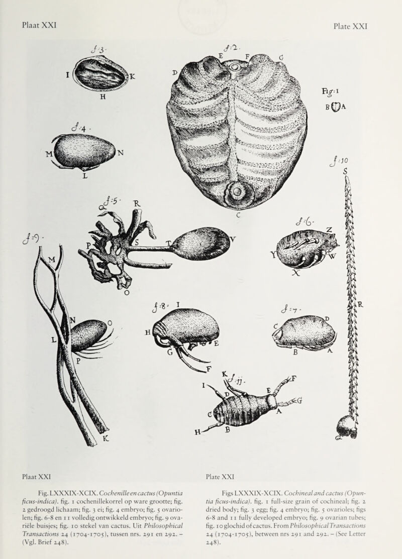 Plaat XXI Fig. LXXXIX-XCIX. Cochenille en cactus (Opuntia ficus-indica). fig. i cochenillekorrel op ware grootte; fig. 2 gedroogd lichaam; fig. 3 ei; fig. 4 embryo; fig. 5 ovario- len; fig. 6-8 en 11 volledig ontwikkeld embryo; fig. 9 ova- riële buisjes; fig. 10 stekel van cactus. Uit Philosophical Transactions 24 (1704-1705), tussen nrs. 291 en 292. - (Vgl. Brief 248). Plate XXI Figs LXXXIX-XCIX. Cochineal and cactus (Opun¬ tia ficns-indica). fig. 1 full-size grain of cochineal; fig. 2 dried body; fig. 3 egg; fig. 4 embryo; fig. 5 ovarioles; figs 6-8 and 11 fully developed embryo; fig. 9 ovarian tubes; fig. ioglochidofcactus. From Philosophical Transactions 24 (1704-1705), between nrs 291 and 292. - (See Letter 248).