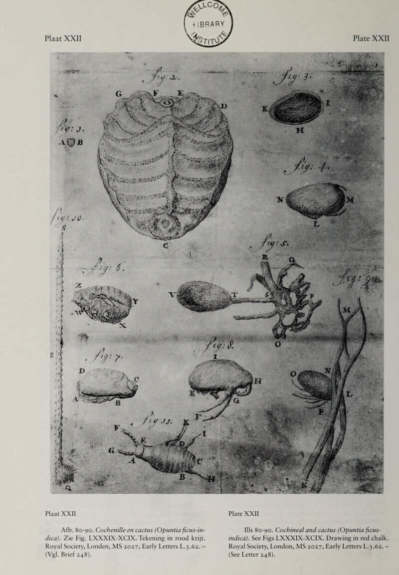 Plaat XXII Afb. 80-90. Cochenille en cactus (Opuntia ficus-in- dica). Zie Fig. LXXXIX-XCIX. Tekening in rood krijt. Royal Society, Londen, MS 2027, Early Letters L.3.62. - (Vgl. Brief 248). Plate XXII Ills 80-90. Cochineal and cactus (Opuntia ficus- indica). See Figs LXXXIX-XCIX. Drawing in red chalk. Royal Society, London, MS 2027, Early Letters L.3.62. - (See Letter 248).