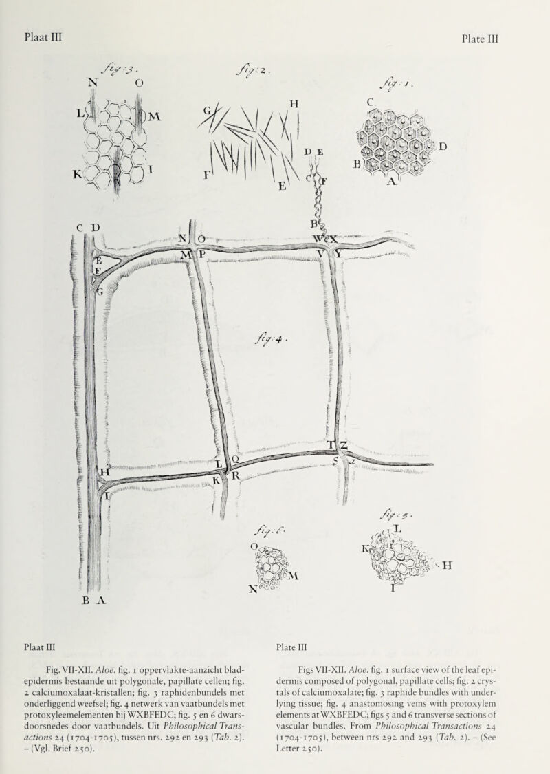 M* ..mm W'/'f/ftlHiiiiim itirW ‘‘HkMh'illl/l/lhj,,,.I, vyV\yUWlVlWWH|i * B Plaat III Plate III Fig. VII-XII. j4/oë. fig. i oppervlakte-aanzicht blad- epidermis bestaande uit polygonale, papillate cellen; fig. 2 calciumoxalaat-kristallen; fig. 3 raphidenbundels met onderliggend weefsel; fig. 4 netwerk van vaatbundels met protoxyleemelementen bij WXBFEDC; fig. 5 en 6 dwars- doorsnedes door vaatbundels. Uit Philosophical Trans¬ actions 24 (1704-1705), tussen nrs. 292 en 293 {Tab. 2). Figs VII-XII. Aloe. fig. 1 surface view of the leaf epi¬ dermis composed of polygonal, papillate cells; fig. 2 crys¬ tals of calciumoxalate; fig. 3 raphide bundles with under¬ lying tissue; fig. 4 anastomosing veins with protoxylem elements at WXBFEDC; figs 5 and 6 transverse sections of vascular bundles. From Philosophical Transactions 24 (1704-1705), between nrs 292 and 293 (Tab. 2). - (See