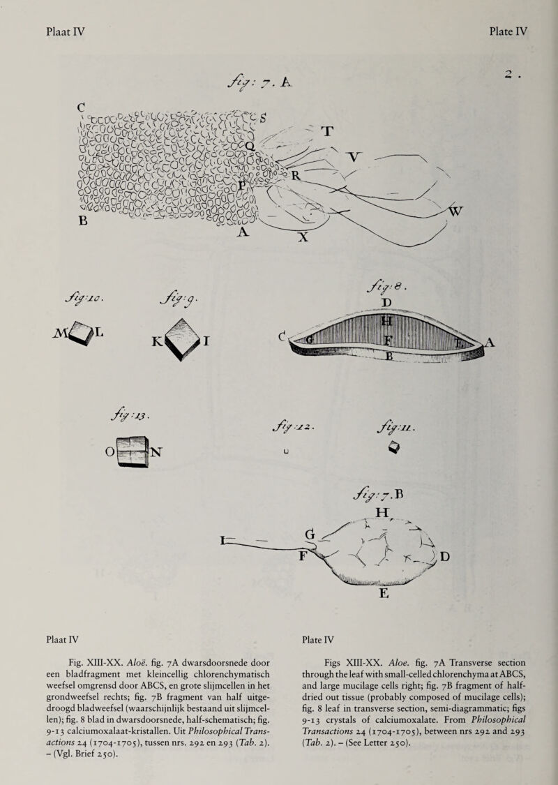 Plaat IV Fig. XIII-XX. Aloë. fig. 7 A dwarsdoorsnede door een bladfragment met kleincellig chlorenchymatisch weefsel omgrensd door ABCS, en grote slijmcellen in het grondweefsel rechts; fig. 7B fragment van half uitge¬ droogd bladweefsel (waarschijnlijk bestaand uit slijmcel- len); fig. 8 blad in dwarsdoorsnede, half-schematisch; fig. 9-13 calciumoxalaat-kristallen. Uit Philosophical Trans¬ - (Vgl. Brief 250). Plate IV Figs XIII-XX. Aloe. fig. 7A Transverse section through the leaf with small-celled chlorenchyma at ABCS, and large mucilage cells right; fig. 7B fragment of half- dried out tissue (probably composed of mucilage cells); fig. 8 leaf in transverse section, semi-diagrammatic; figs 9-13 crystals of calciumoxalate. From Philosophical Transactions 24 (1704-1705), between nrs 292 and 293