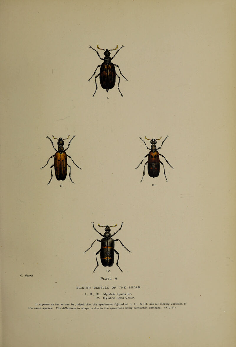 C. Beard I., II., III. Mylabris liquida Er. IV. Mylabris ligata Chevr. It appears as far as can be judged that the specimens figured at I., II., & III. are all merely varieties of the same species. The difference in shape is due to the specimens being somewhat damaged. (F.V.T.)