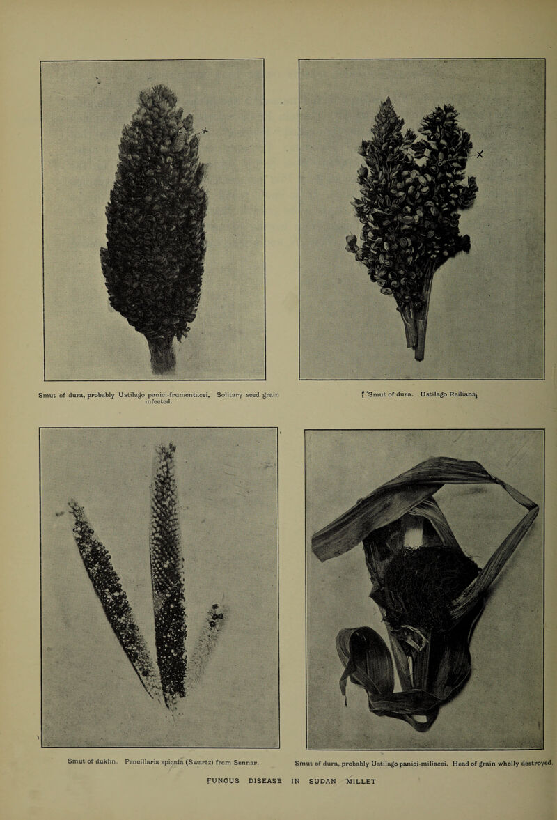 Smut of dura, probably Ustilago paniei-frumentacei. Solitary seed grain infected. £ 'Smut of dura. Ustilago Reilianaj Smut of dukhn. Peneillaria spicata (Swartz) from Sennar. Smut of dura, probably Ustilago paniei-miliaeei. Head of grain wholly destroyed. FUNGUS DISEASE IN SUDAN MILLET