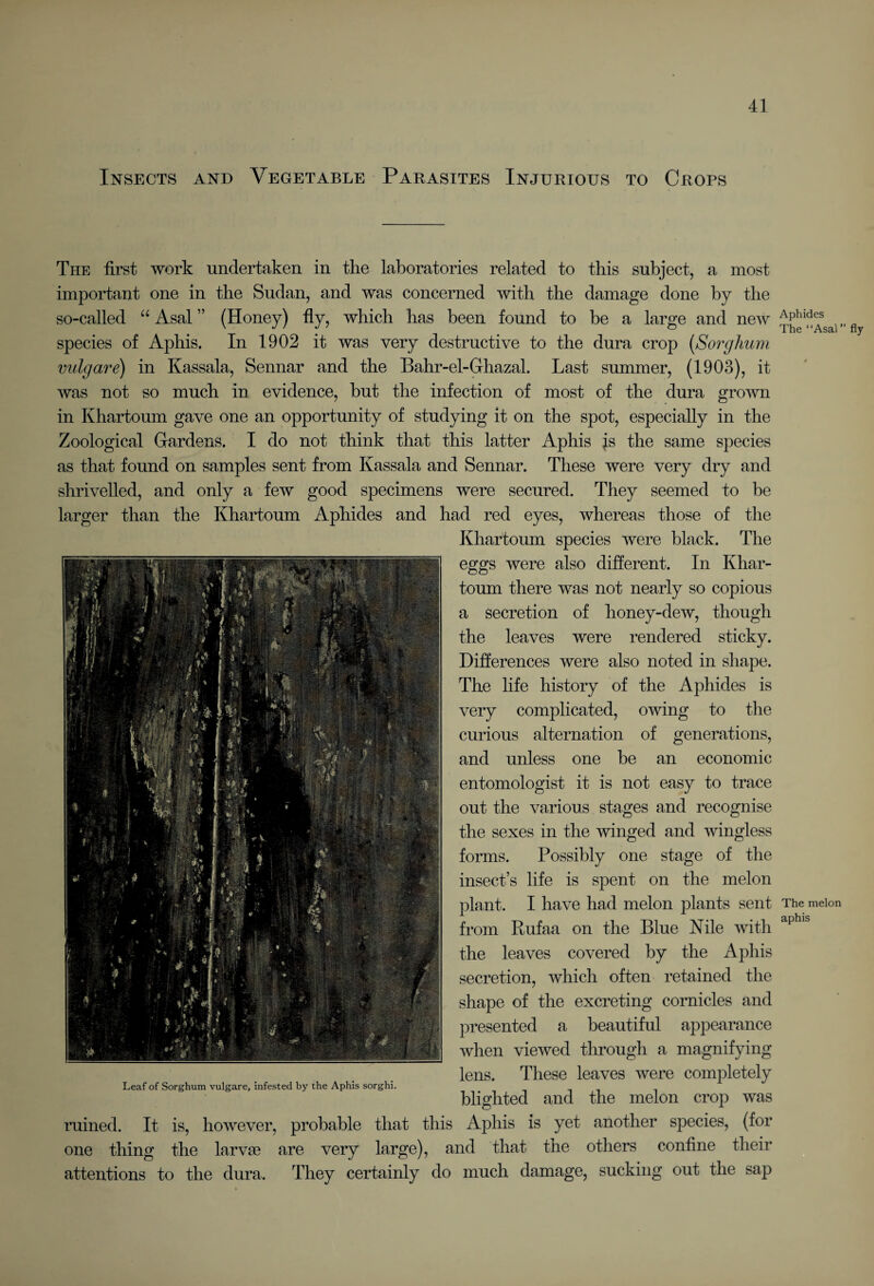 Insects and Vegetable Parasites Injurious to Crops The first work undertaken in the laboratories related to this subject, a most important one in the Sudan, and was concerned with the damage done by the so-called “ Asal ” (Honey) fly, which has been found to be a large and new species of Aphis. In 1902 it was very destructive to the dura crop [Sorghum vulgare) in Kassala, Sennar and the Bahr-el-Ghazal. Last summer, (1903), it was not so much in evidence, but the infection of most of the dura grown in Khartoum gave one an opportunity of studying it on the spot, especially in the Zoological Gardens. I do not think that this latter Aphis js the same species as that found on samples sent from Kassala and Sennar. These were very dry and shrivelled, and only a few good specimens were secured. They seemed to be larger than the Khartoum Aphides and had red eyes, whereas those of the Khartoum species were black. The eggs were also different. In Khar¬ toum there was not nearly so copious a secretion of honey-dew, though the leaves were rendered sticky. Differences were also noted in shape. The life history of the Aphides is very complicated, owing to the curious alternation of generations, and unless one be an economic entomologist it is not easy to trace out the various stages and recognise the sexes in the winged and wingless forms. Possibly one stage of the insect’s life is spent on the melon plant. I have had melon plants sent from Rufaa on the Blue Nile with the leaves covered by the Aphis secretion, which often retained the shape of the excreting cornicles and presented a beautiful appearance when viewed through a magnifying lens. These leaves were completely Leaf of Sorghum vulgare, infested by the Aphis sorghi. blighted and the melon crop was ruined. It is, however, probable that this Aphis is yet another species, (for one thing the larvae are very large), and that the others confine their attentions to the dura. They certainly do much damage, sucking out the sap Aphides The “Asal ” fly The melon aphis