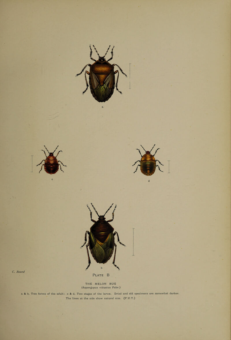 Plate B THE MELON BUG (Aspongopus viduatus Fabr.) a & b, Two forms of the adult; e & d, Two stages of the larvae. Dried and old specimens are somewhat darker. The lines at the side show natural size. (F.V.T.)