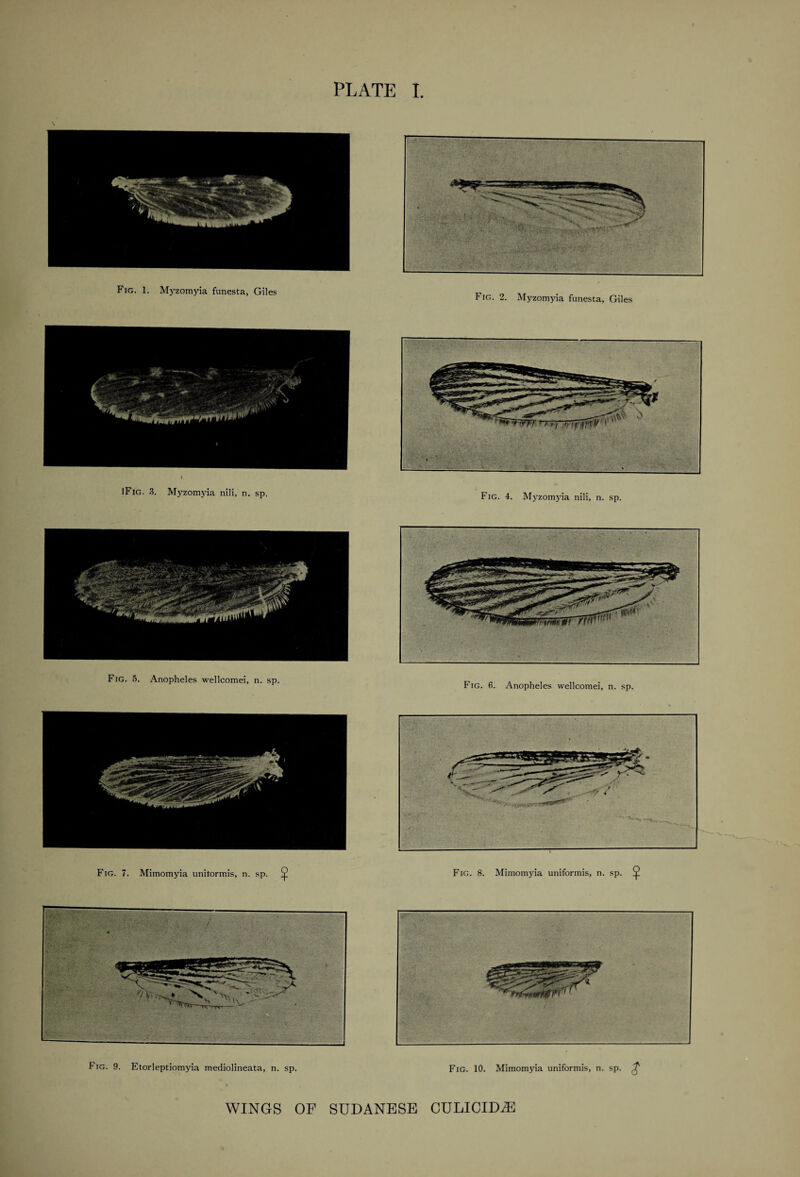 Fig. 2. Myzomyia funesta, Giles Fig. 4. Myzomyia nili, n. sp. Fig. 5. Anopheles wellcomei, n. sp. Fig. 7. Mimomyia unitormis, n. sp. ^ Fig. 6. Anopheles wellcomei, n. sp. Fig. 9. Etorleptiomyia mediolineata, n. sp. Fig. 10. Mimomyia uniformis, n. sp. £